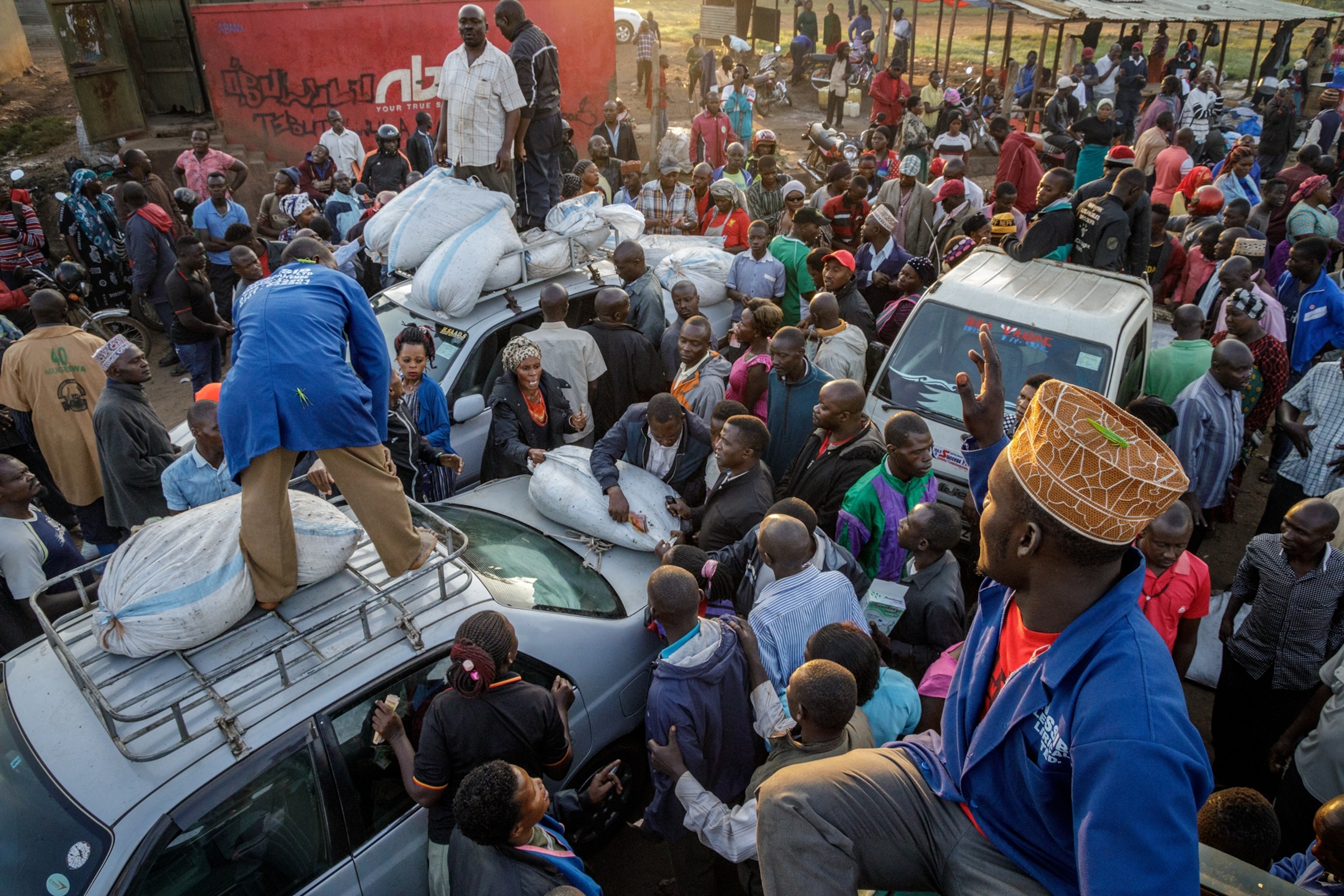 Picture of cricket harvesters offloading sacks of crickets from the tops of their cars, the street full of vendors vying for the freshly caught snacks.