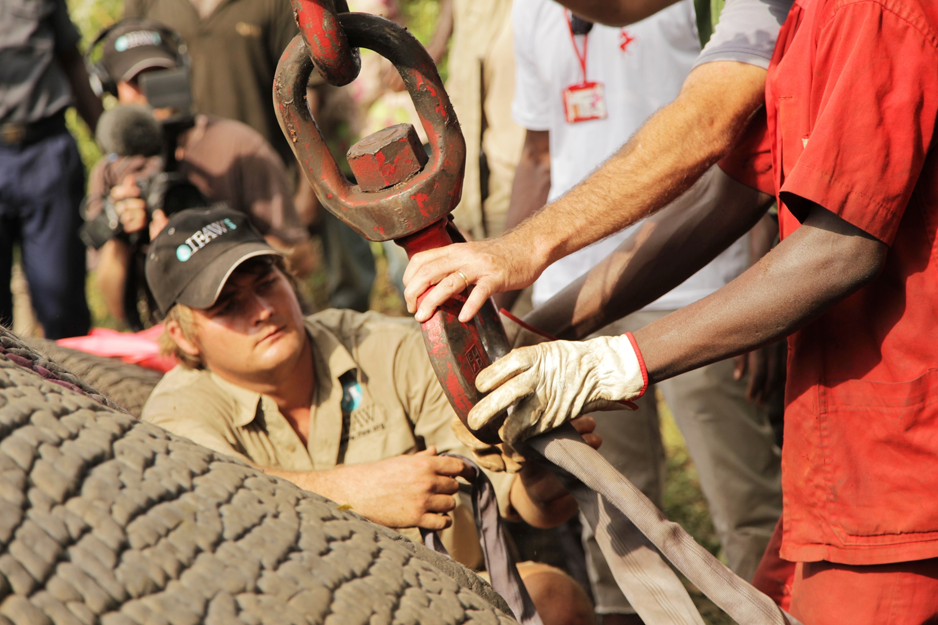 an elephant in a truck.