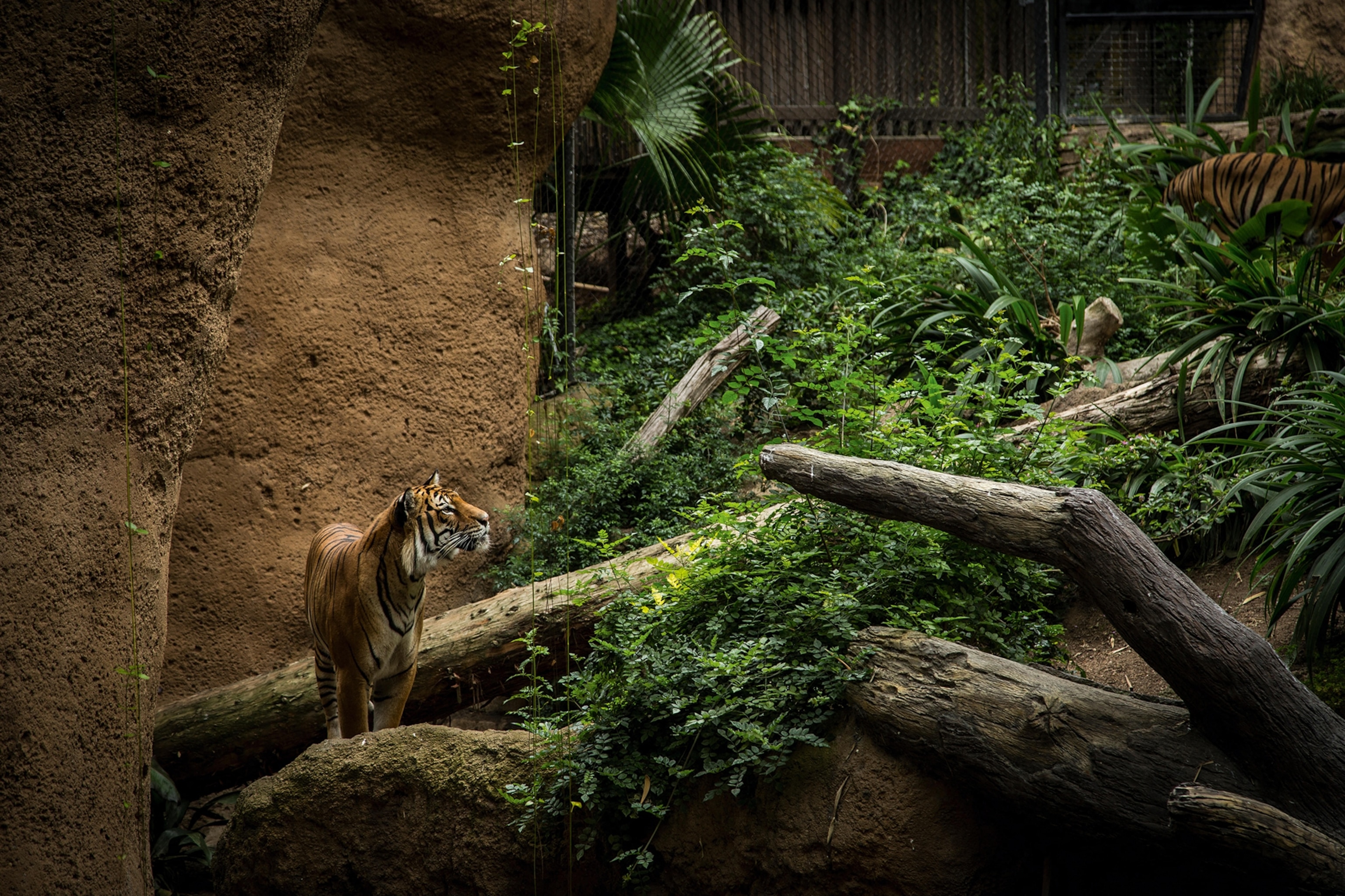 A tiger in a sizable enclosure at a zoo.