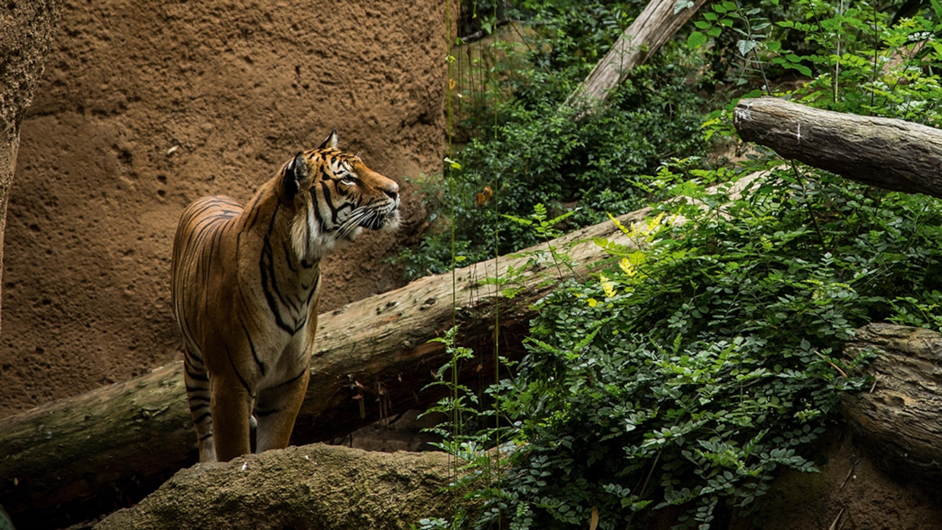 Can a zoo be ethical? These institutions are trying to prove it