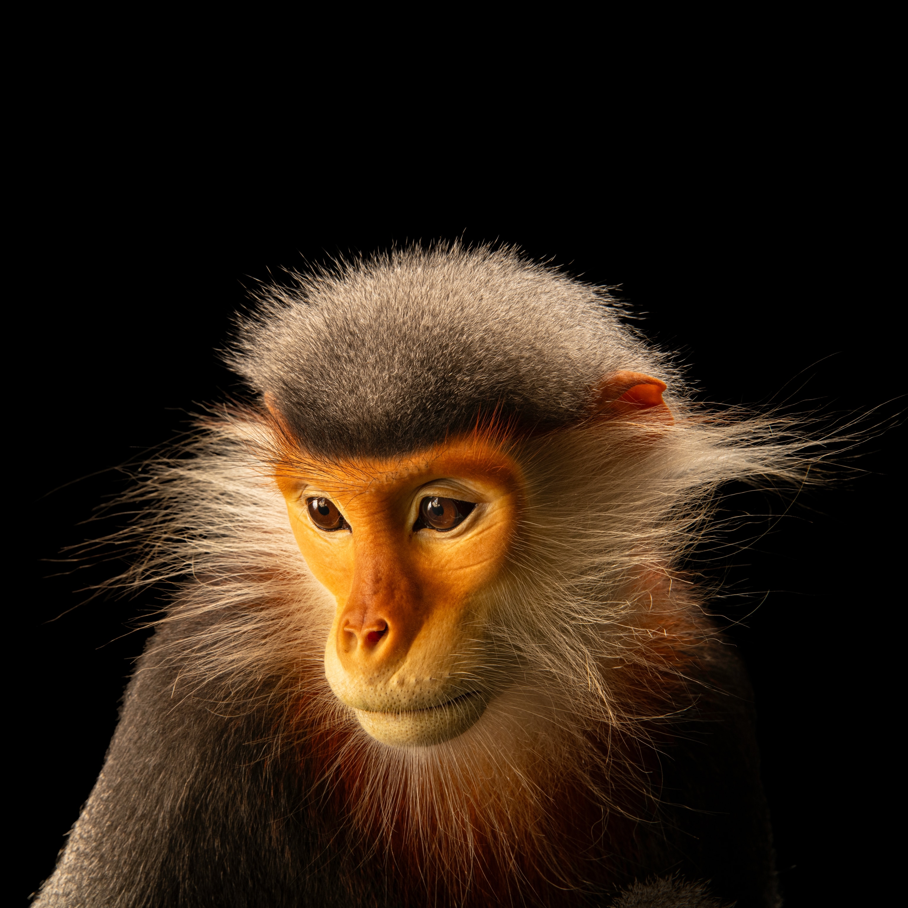 A portrait of a primate from just below the shoulders up and in front of a black background. The primate has brown fur with a vibrant orange face with long, lighter fur surrounding the sides of its face.