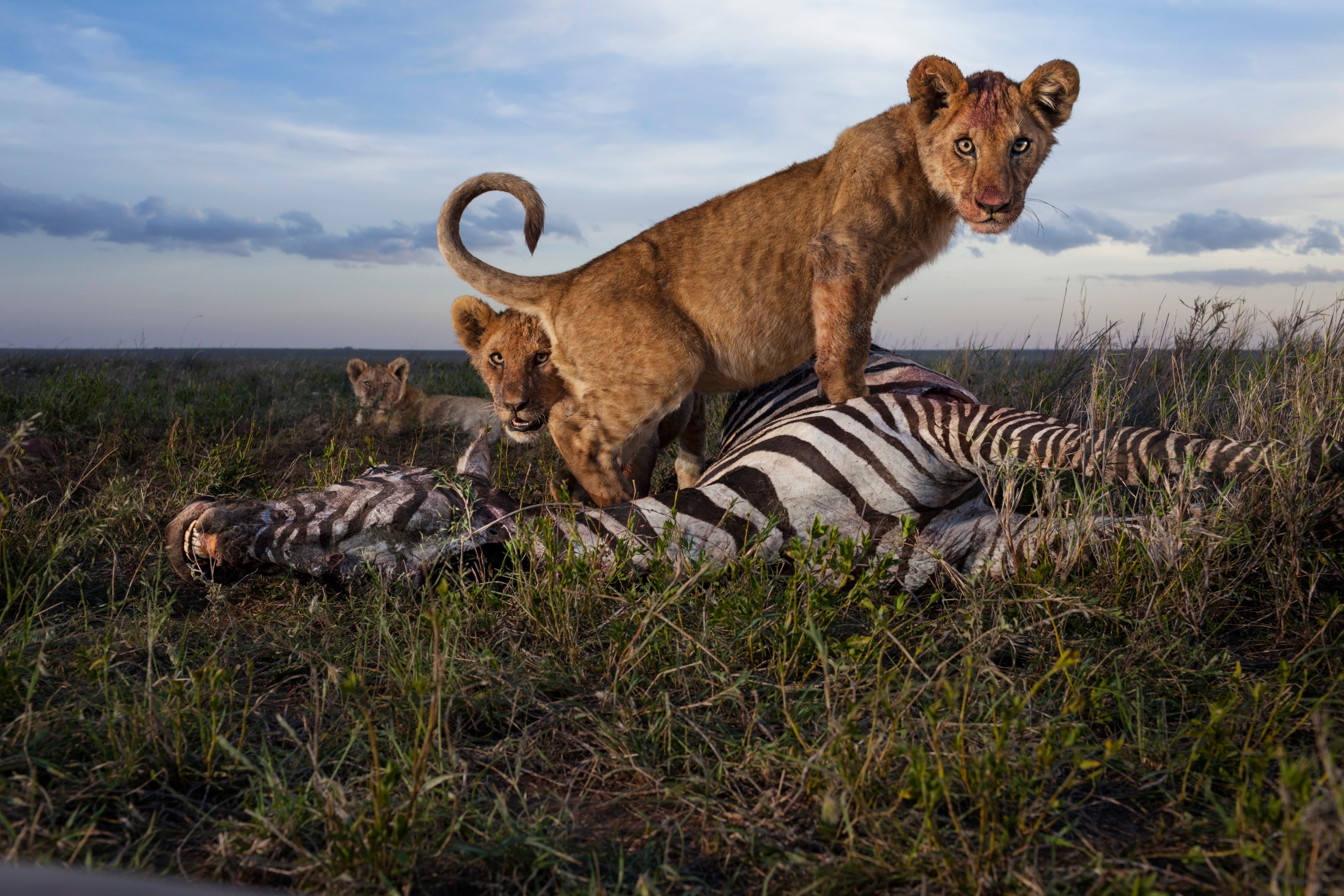A lion stands over a zebra