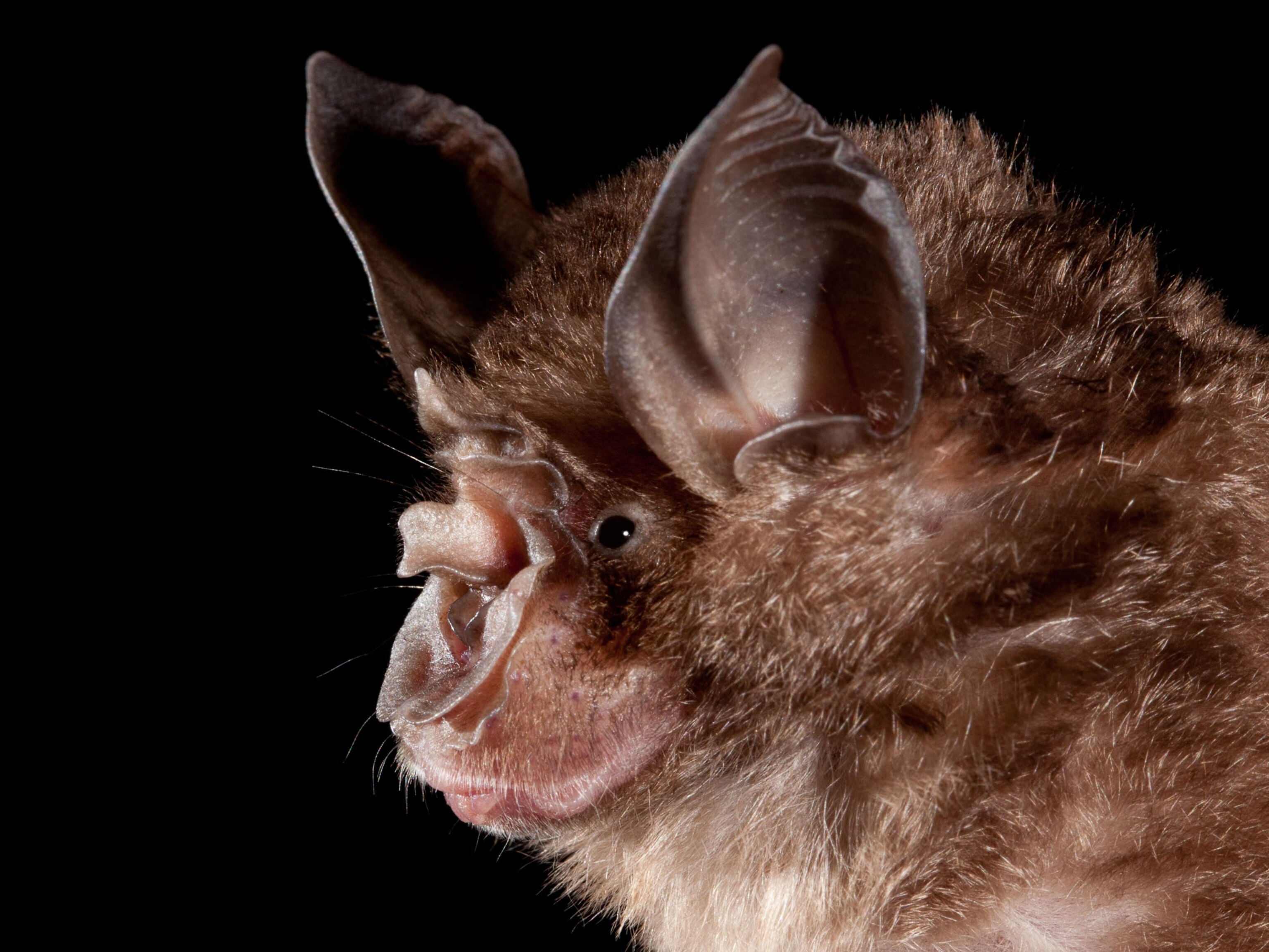 Why do some bats make better virus hosts than others? A Chinese