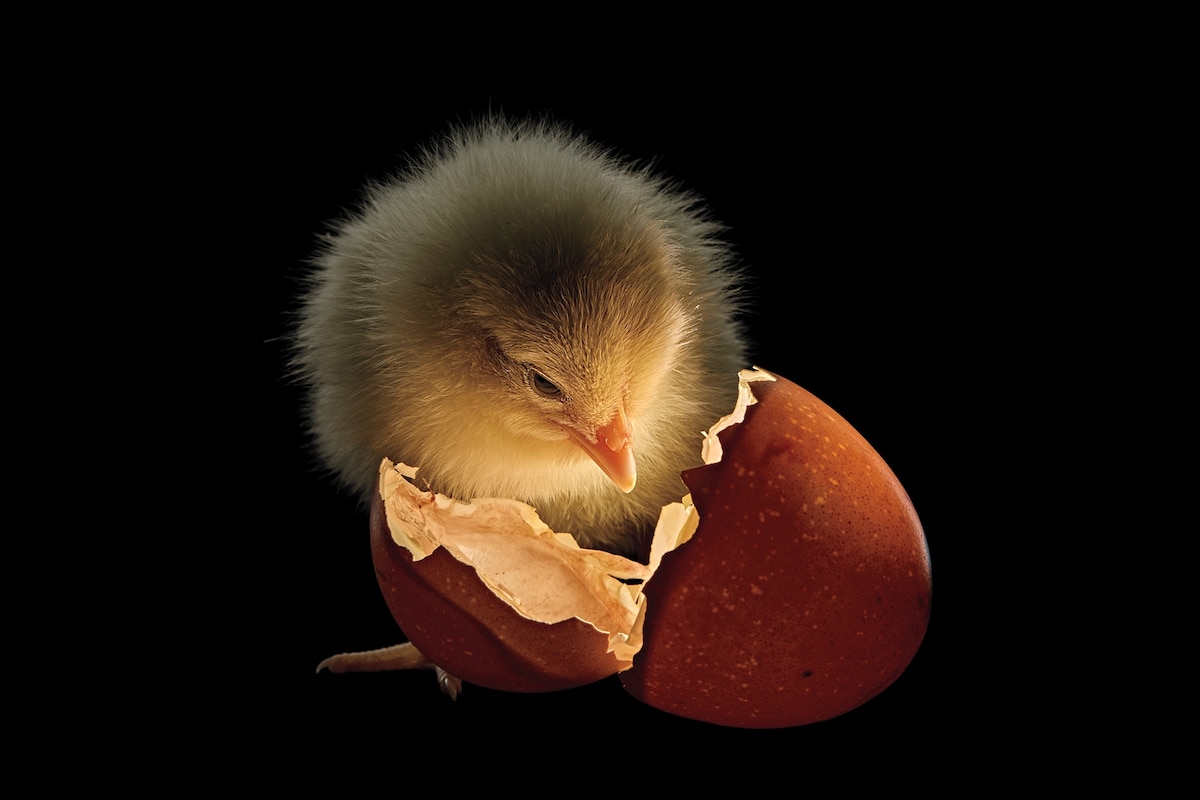 National Geographic. Les Photos de l'année 2025 @NatGeo