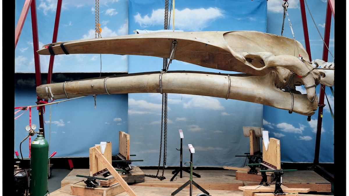 Go behind the scenes of dinosaur fossil restoration