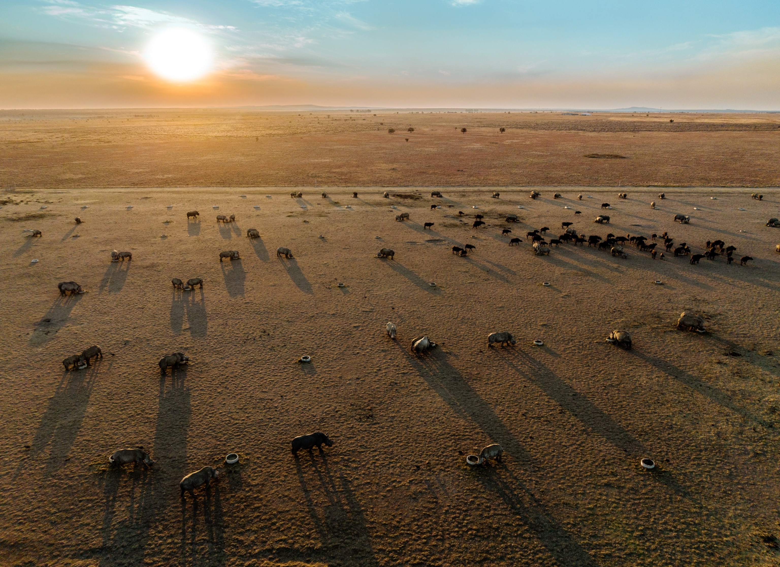 An aerial view of a wide landscape that is a brown dirt field with numerous rhinos spread across it.