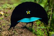 New Bird Of Paradise Species Confirmed In New Guinea National Geographic