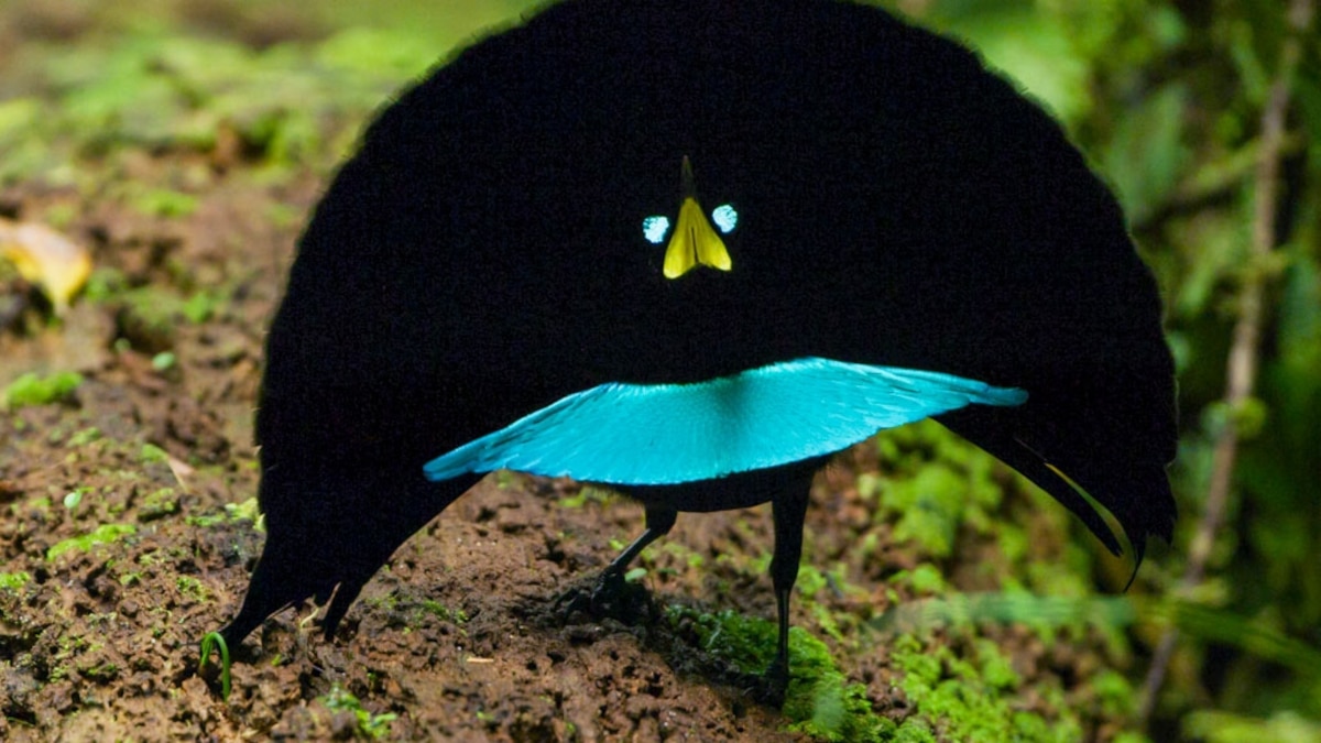 New Bird of Paradise Species Confirmed in New Guinea