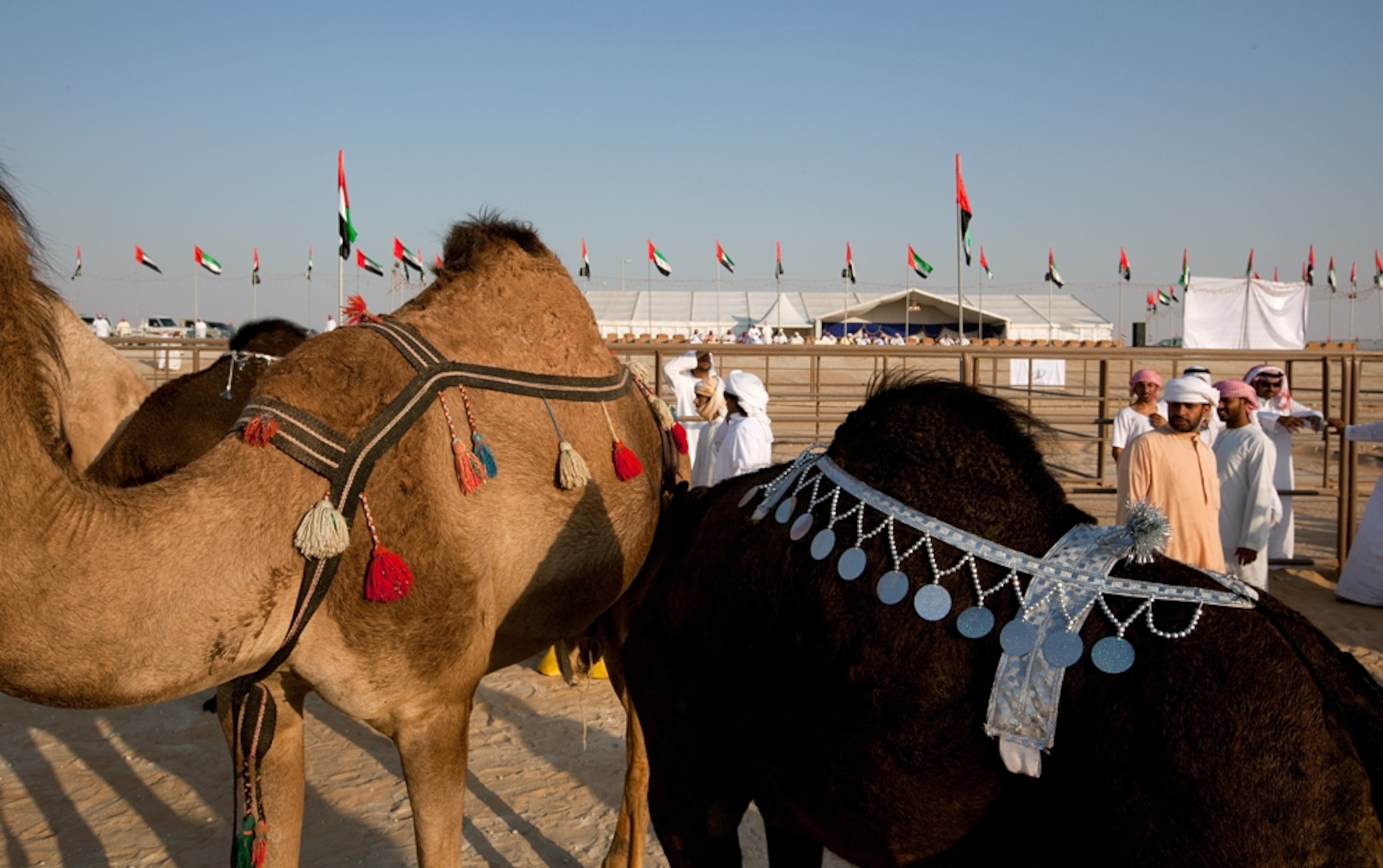 Camels wearing decorations on their humps