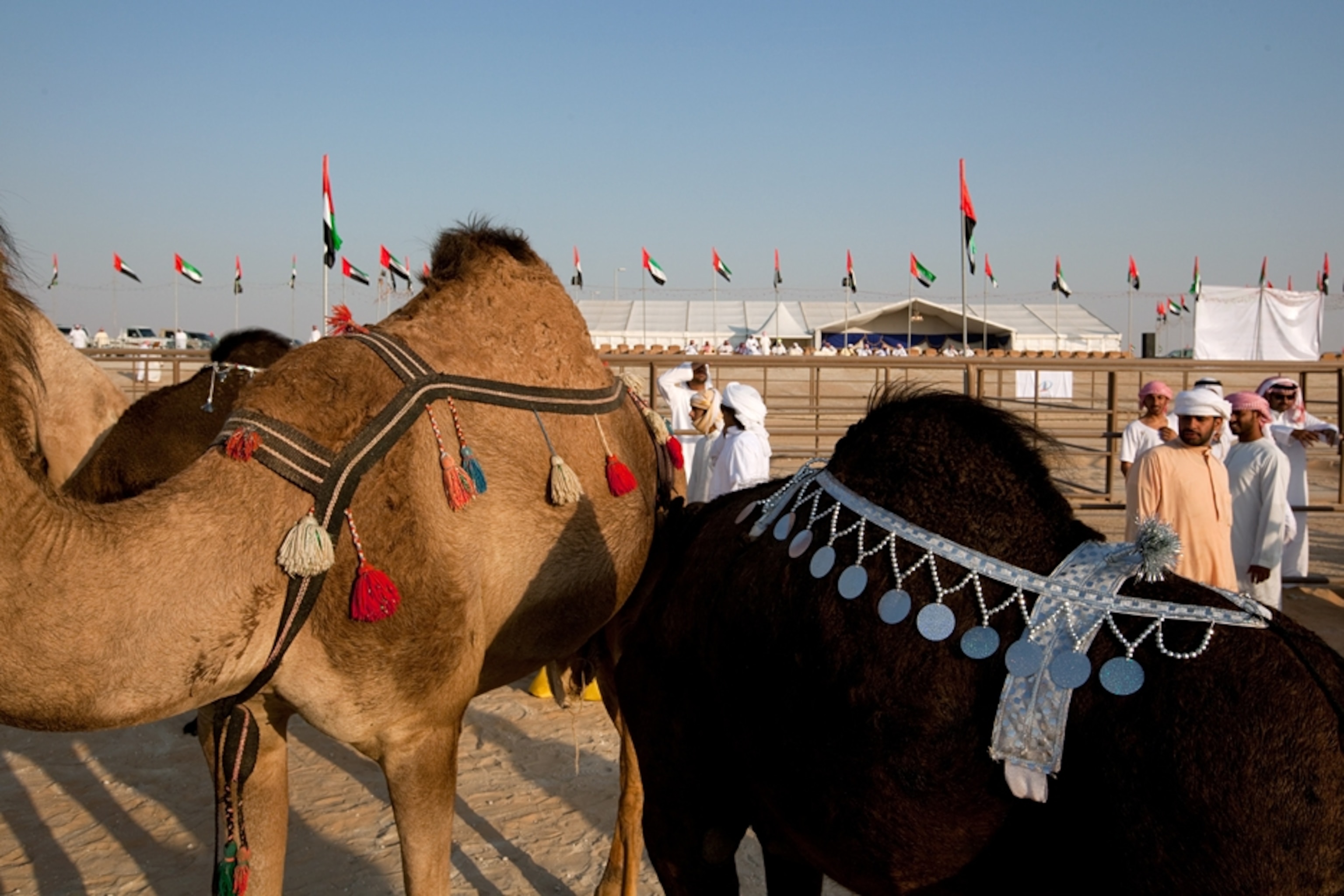 Camels wearing decorations on their humps