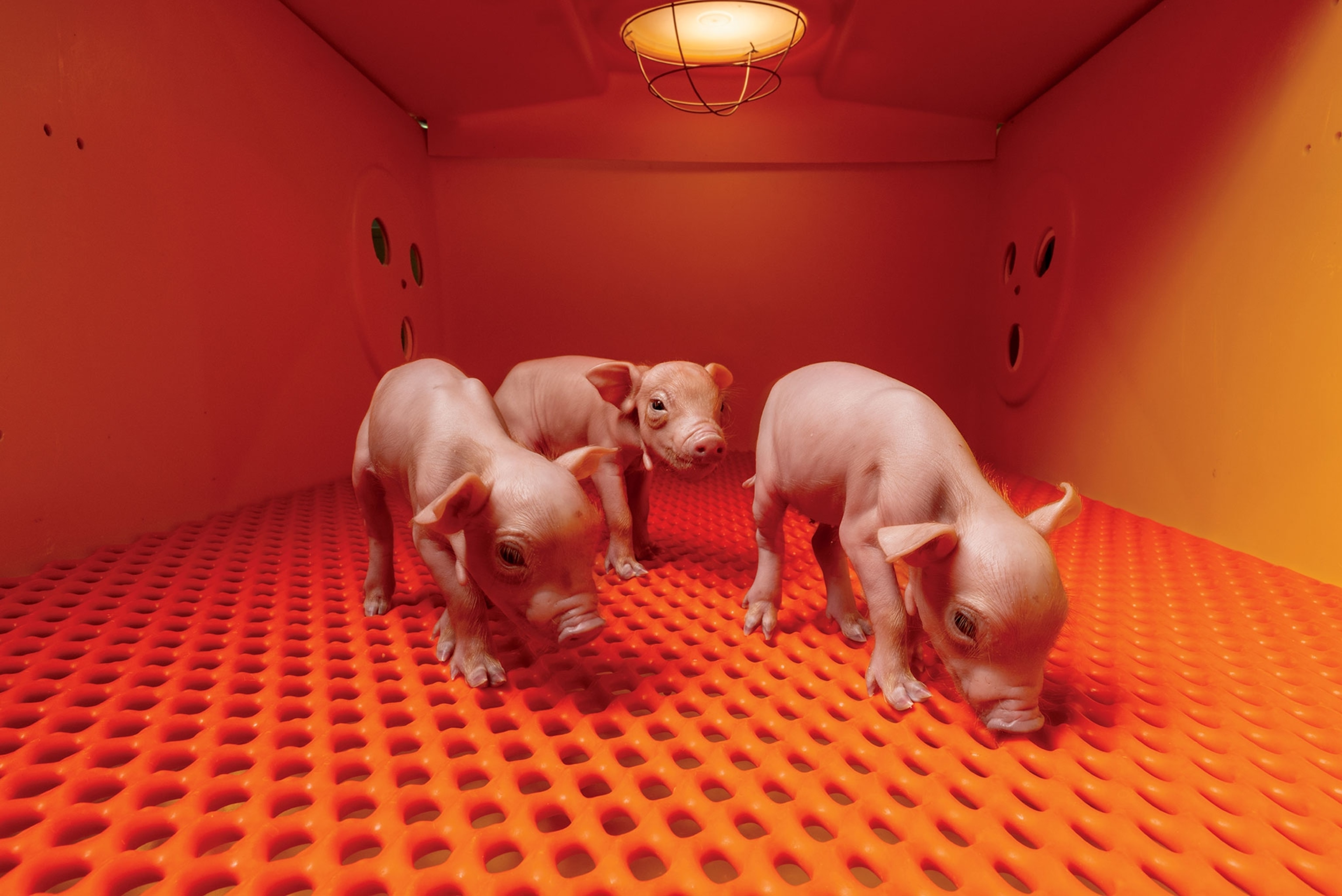 Piglets in an orange space.