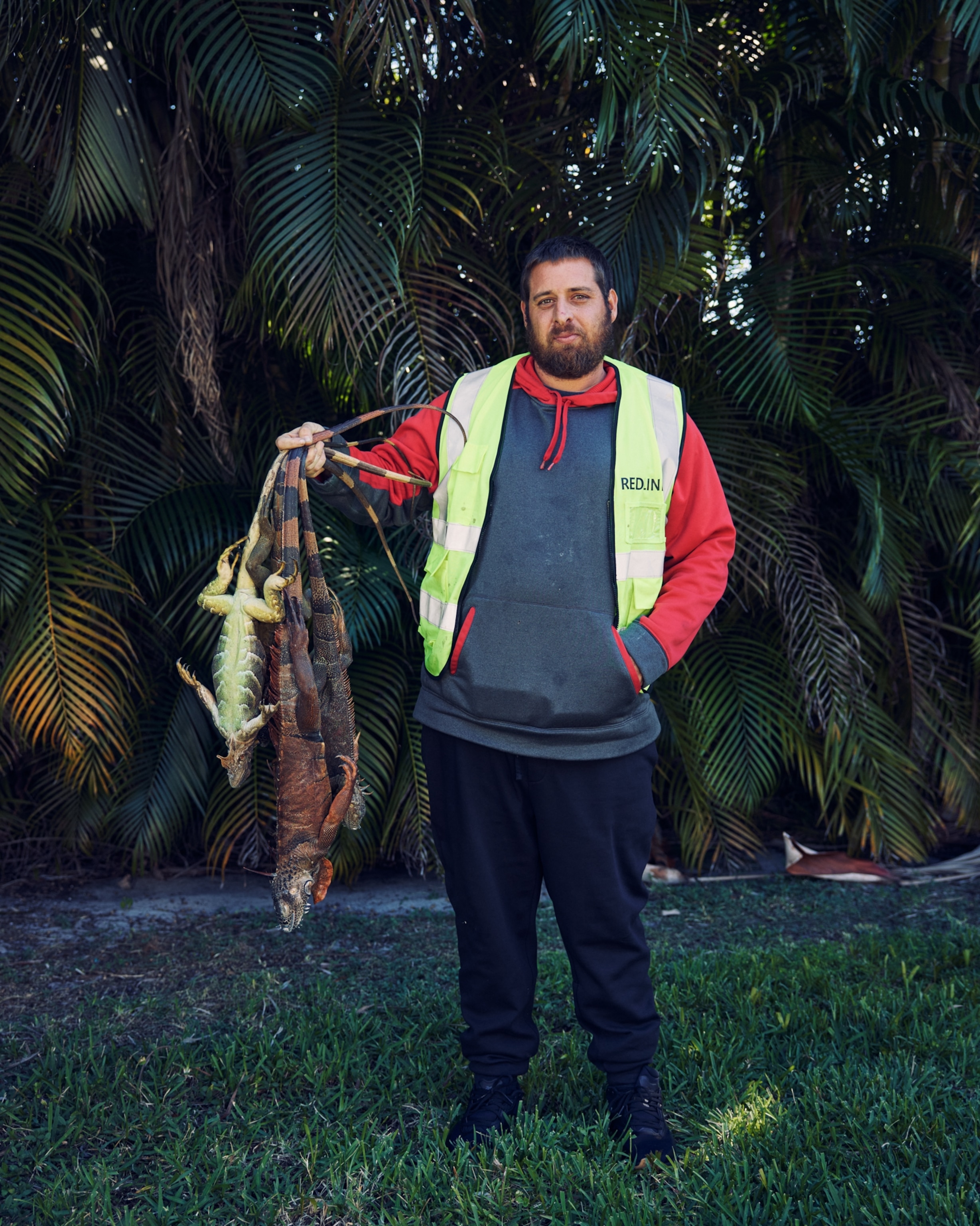 South Florida iguana removal companies, including Redline Iguana Removal, collect hundreds of cold-stunned and dead iguanas during a cold snap on Sunday and Monday, Feb. 2, 2026, in Pembroke Pines, Florida.