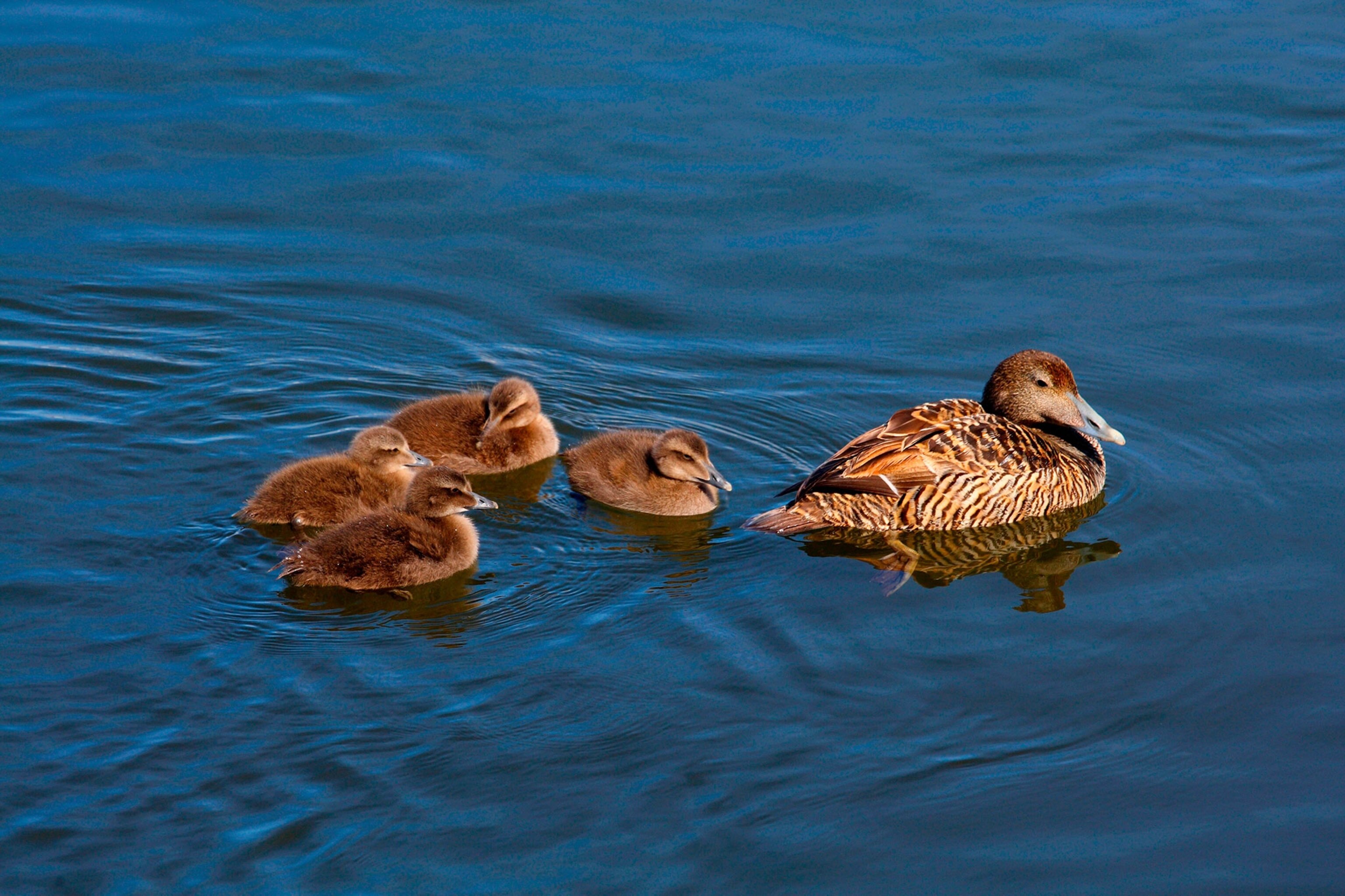 eider duck swimming with four chicks
