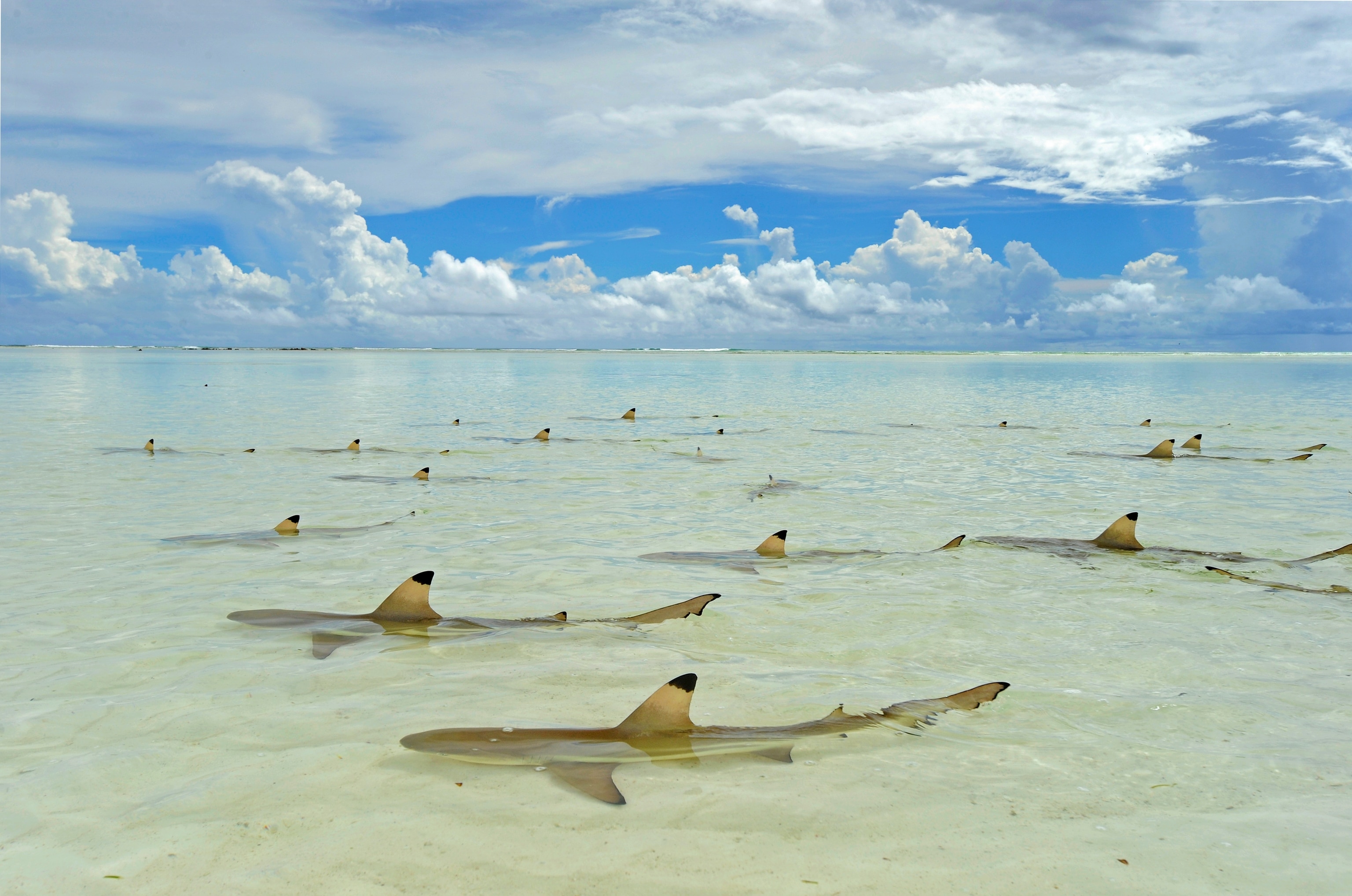 Can my cat get the coronavirus?