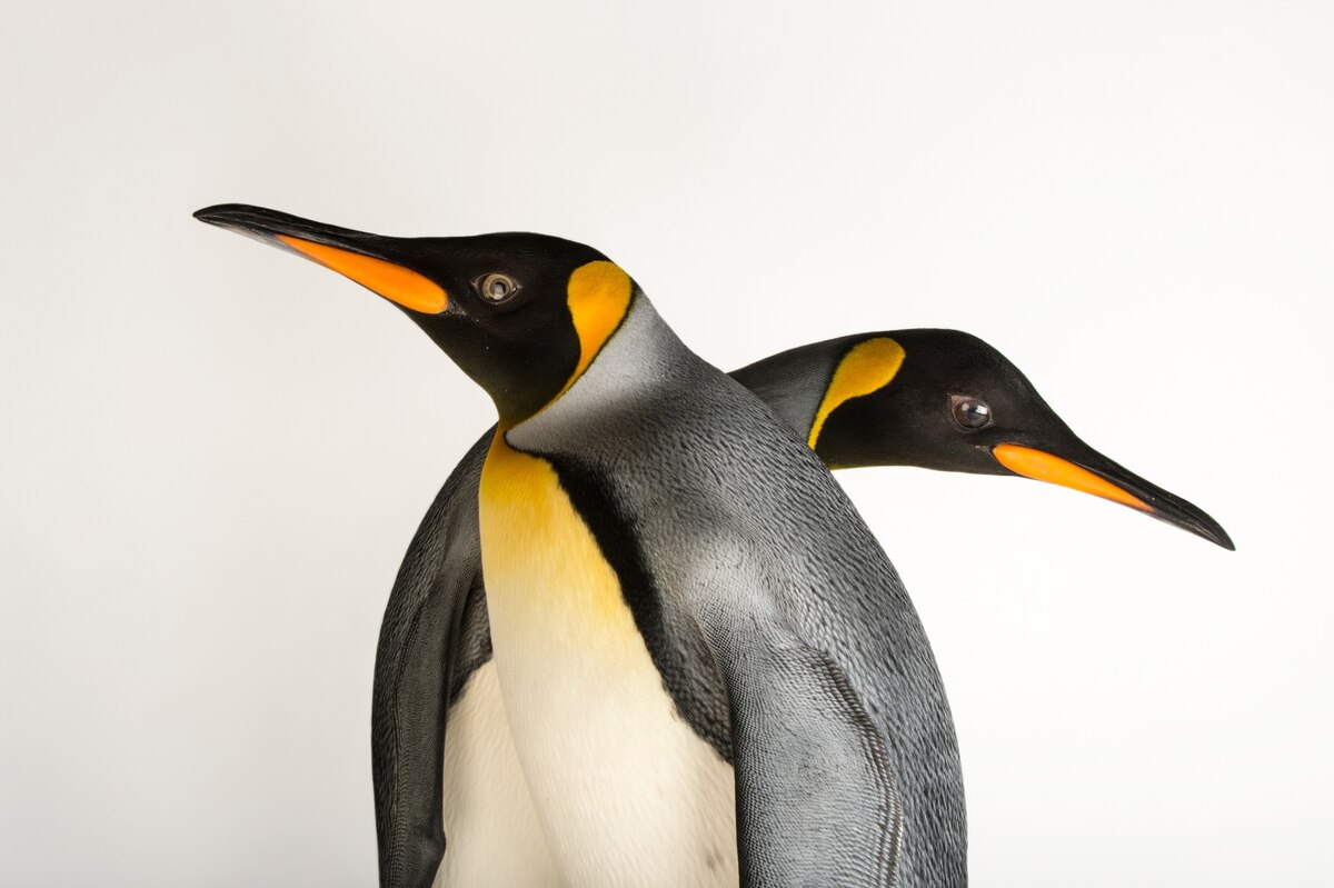 King penguin, facts and photos - Vimarsana News