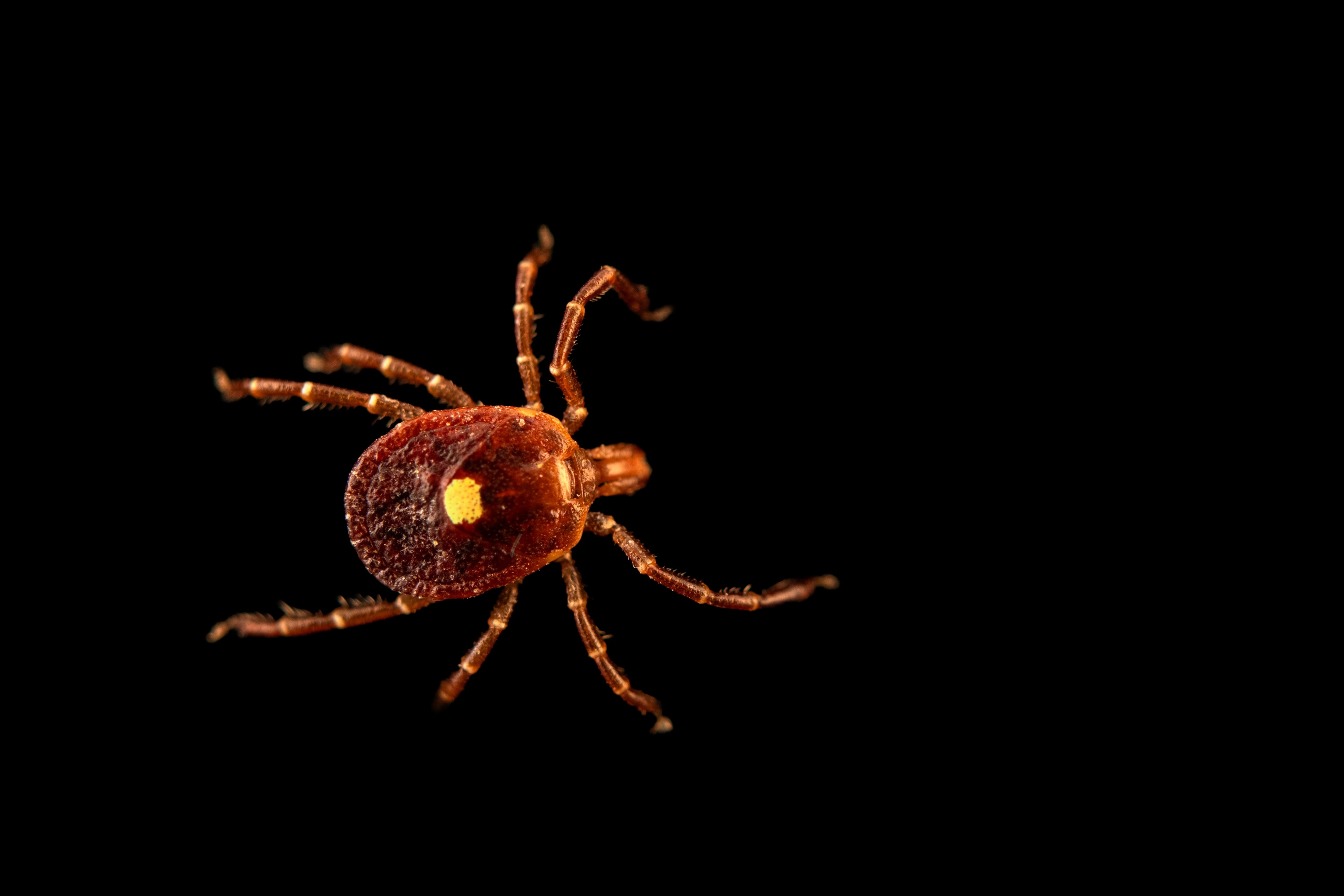 A red tick with a yellow spot on its back against a black background