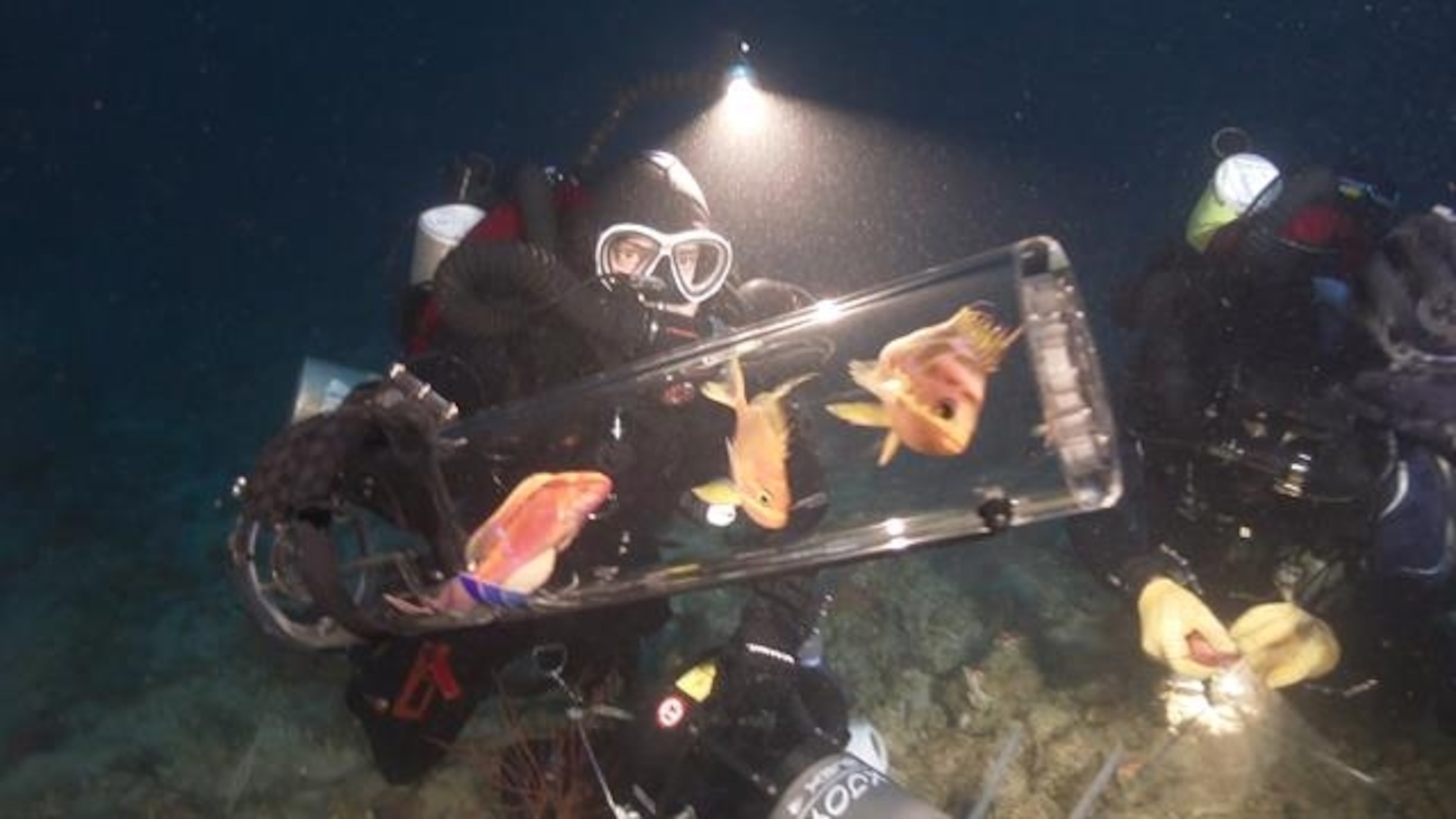 fish decompression tool