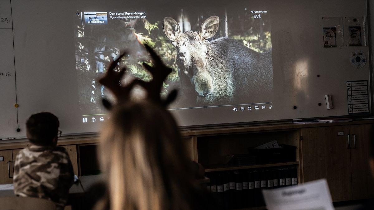 Why millions are obsessed with Sweden's spring moose migration