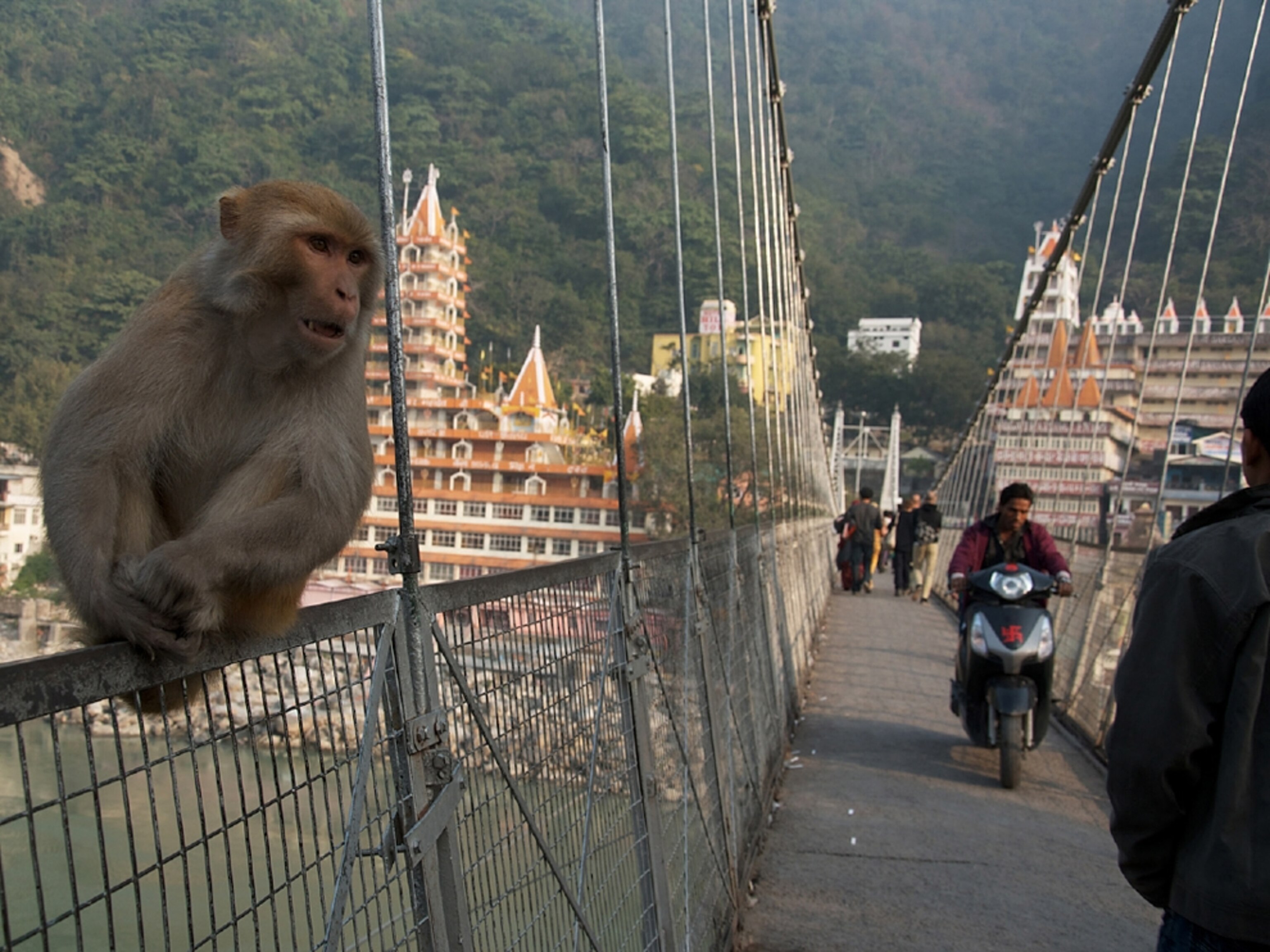 Luxman Jhula Bridge monkey