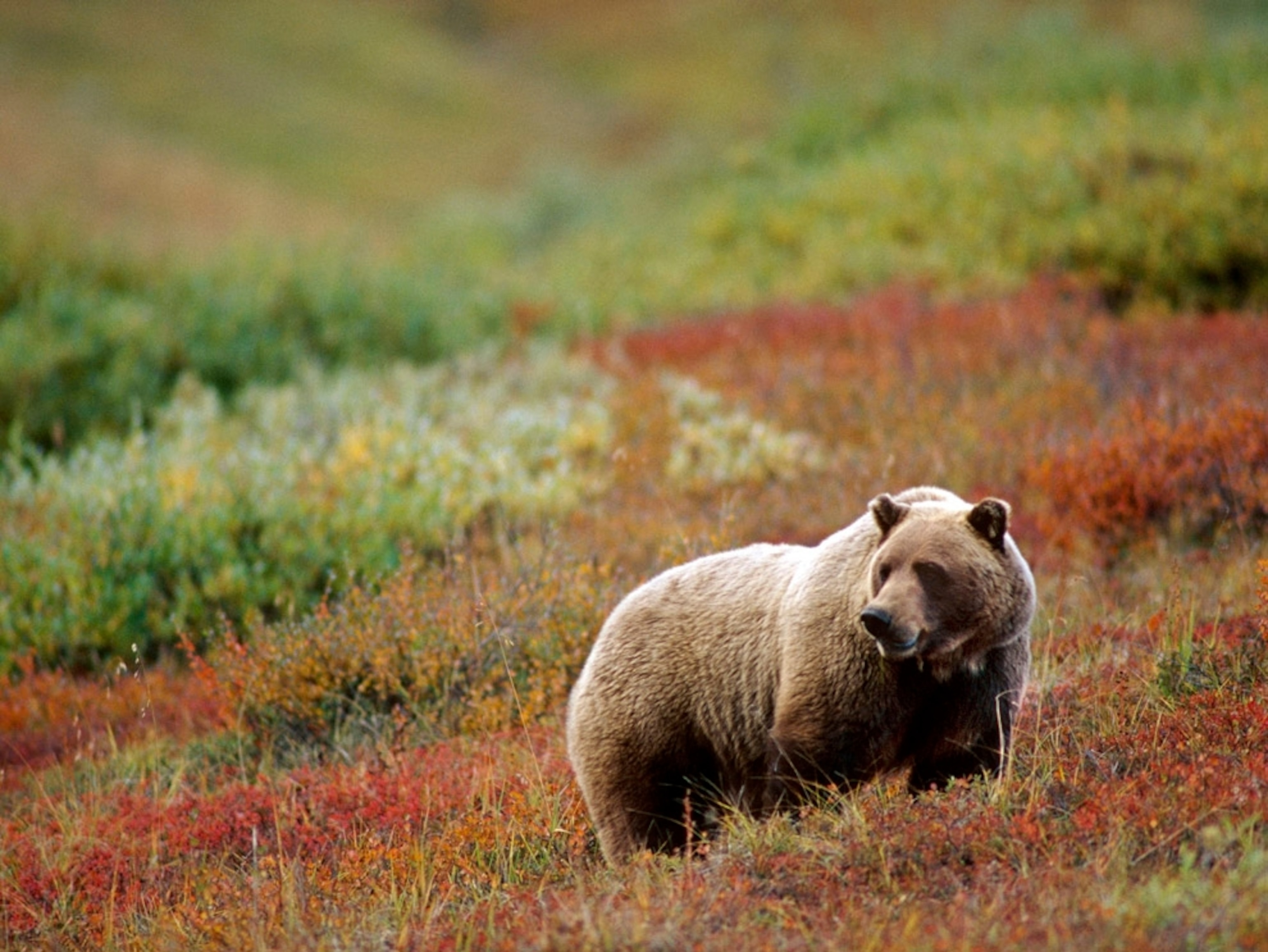 Bear in flowering meadow