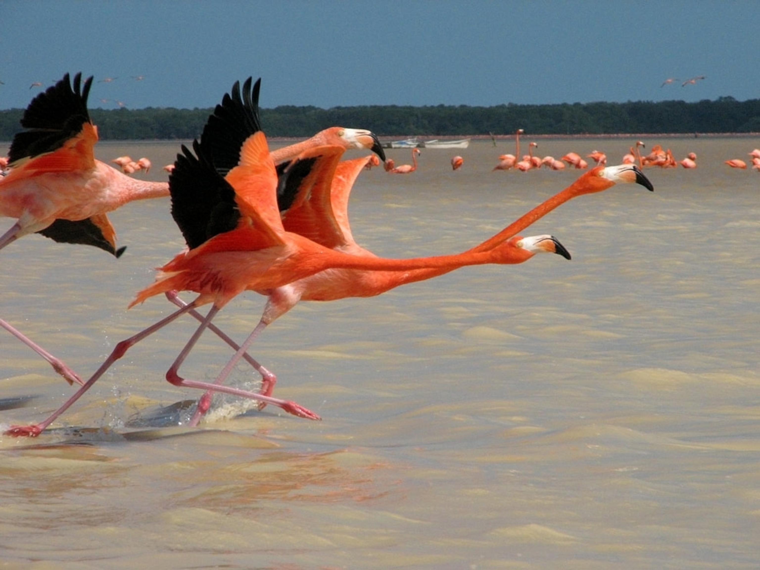 Flamingos running through shallow water