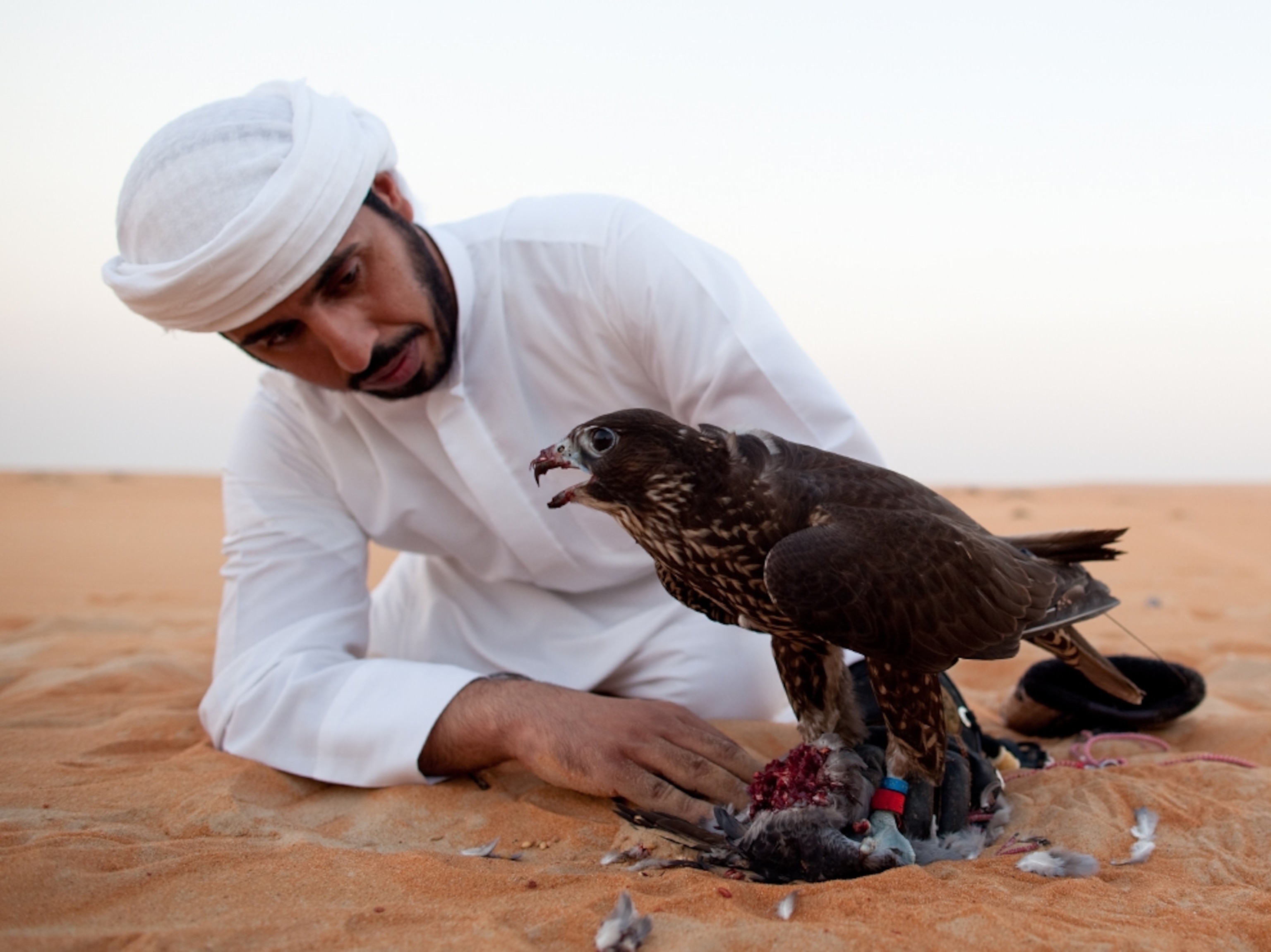 a falcon eating a pigeon