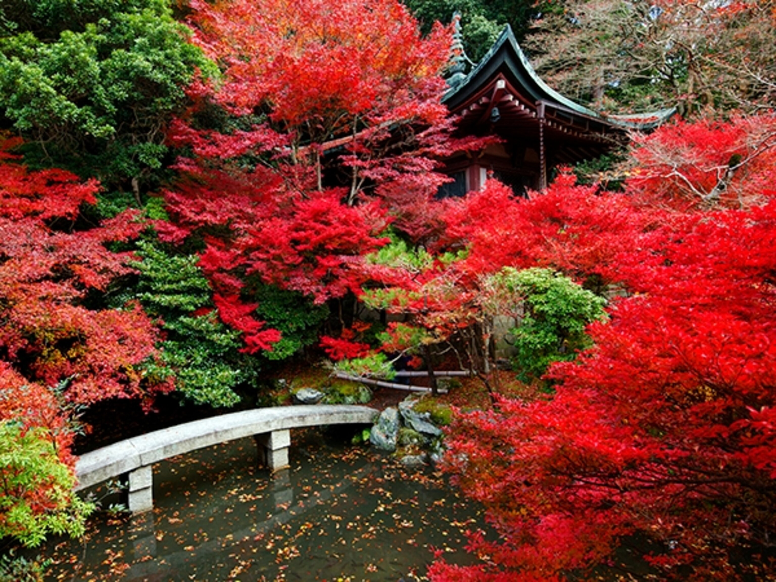 Fall in Kyoto, Japan