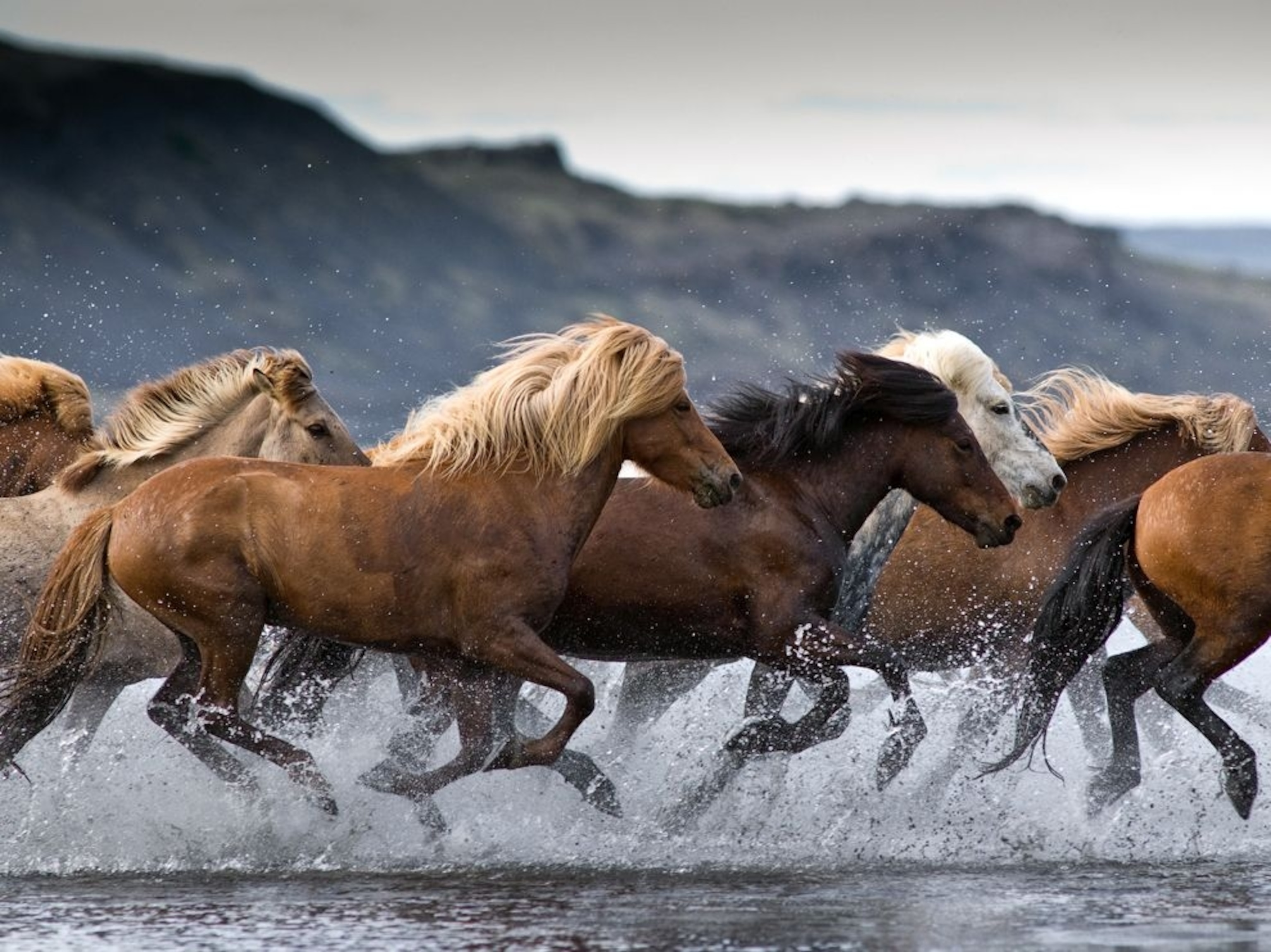 horses running through the Hop River, Iceland