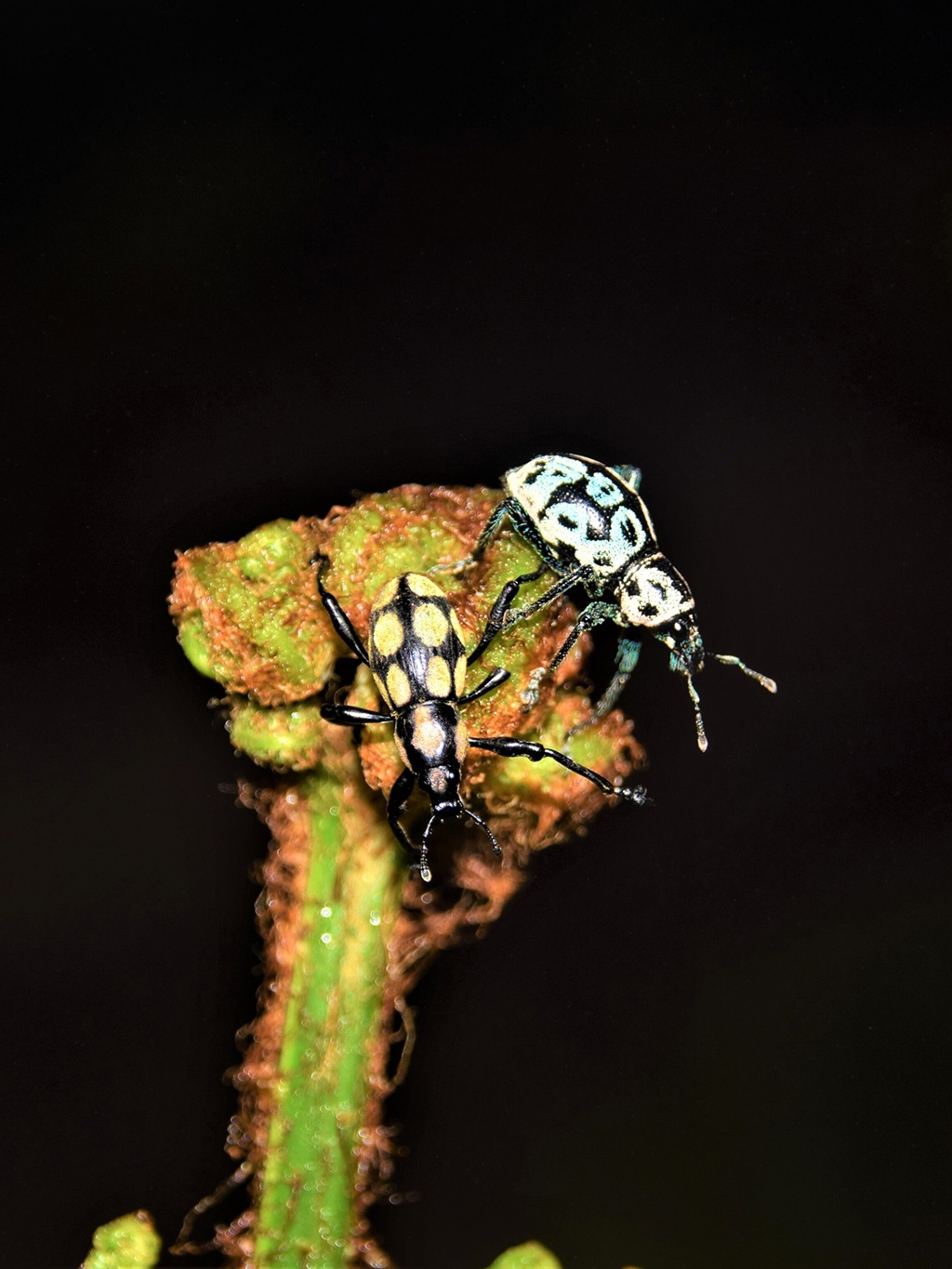 Are Weevils Harmful To Dogs