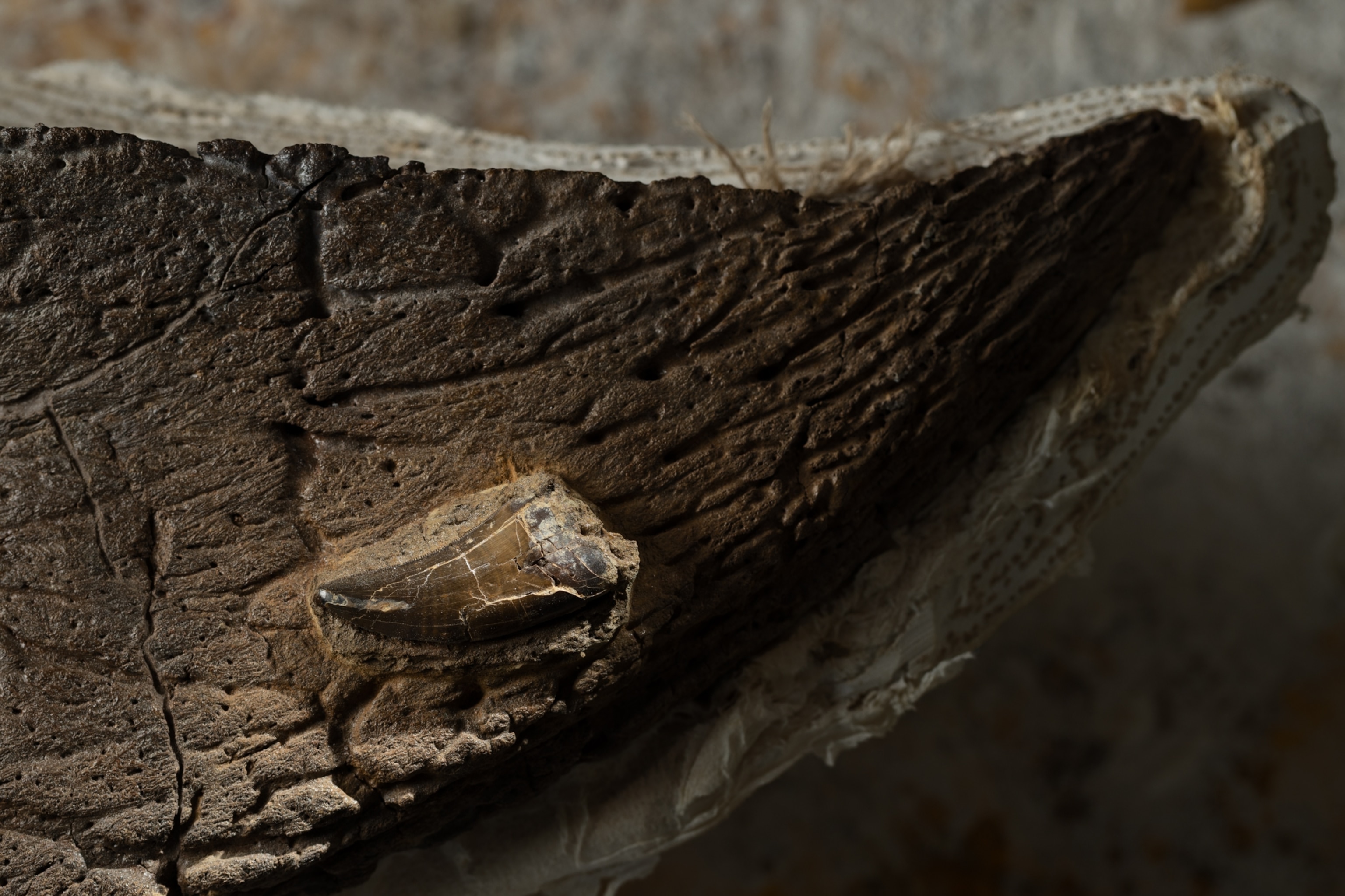 Close-up of a dark, weathered fossil tooth embedded within another fossil