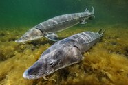 How The Caviar Industry And Scientists Are Working To Save Sturgeon How The Caviar Industry And Scientists Are Working To Save Sturgeon
