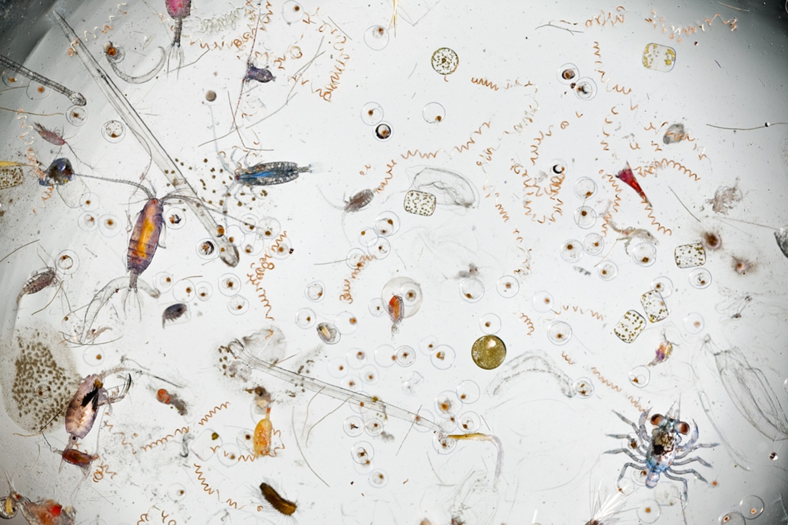 Plankton from Hawaiian seawater are seen under a microscope.