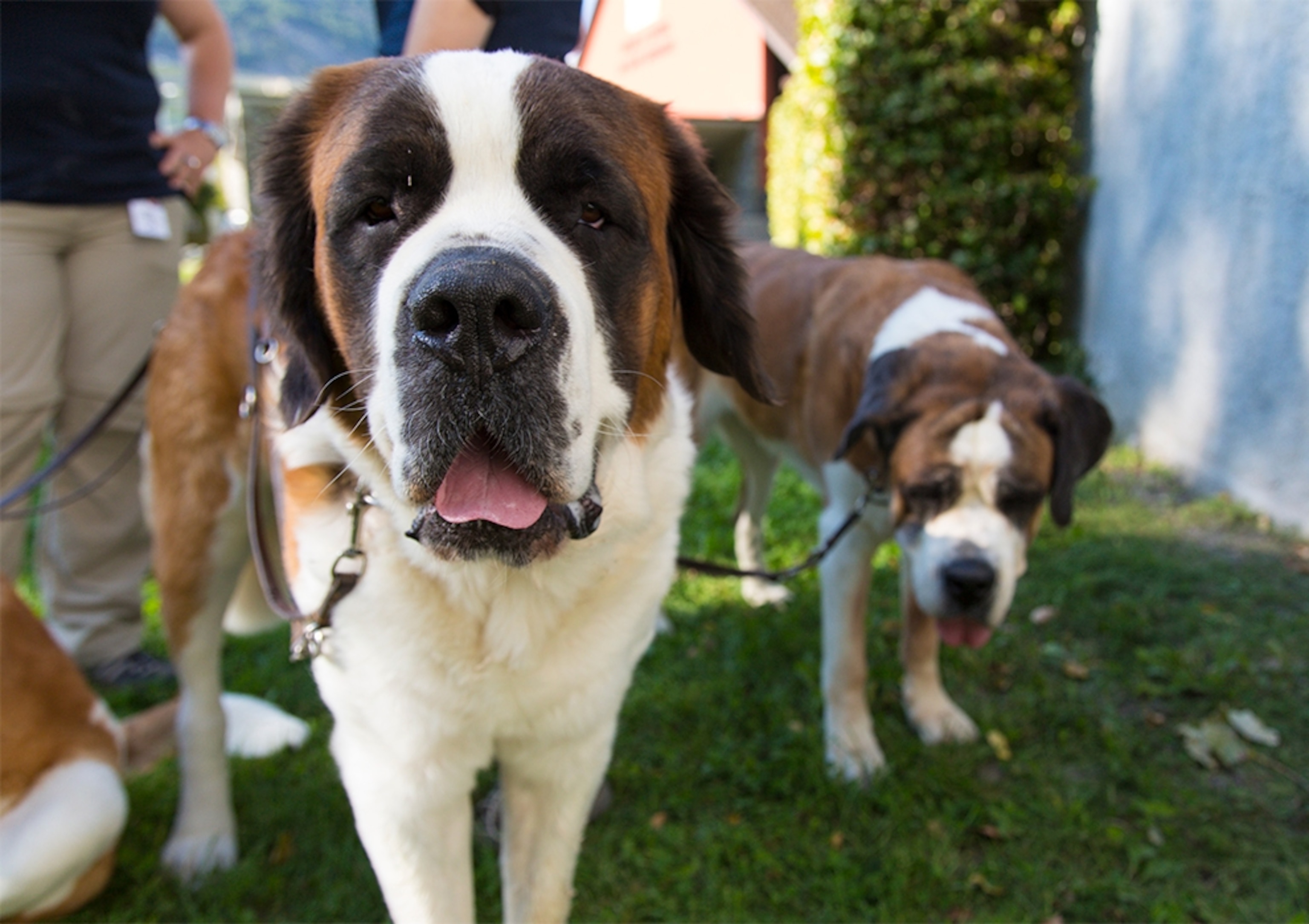 Barry Foundation St. Bernards, Martigny, Switzerland