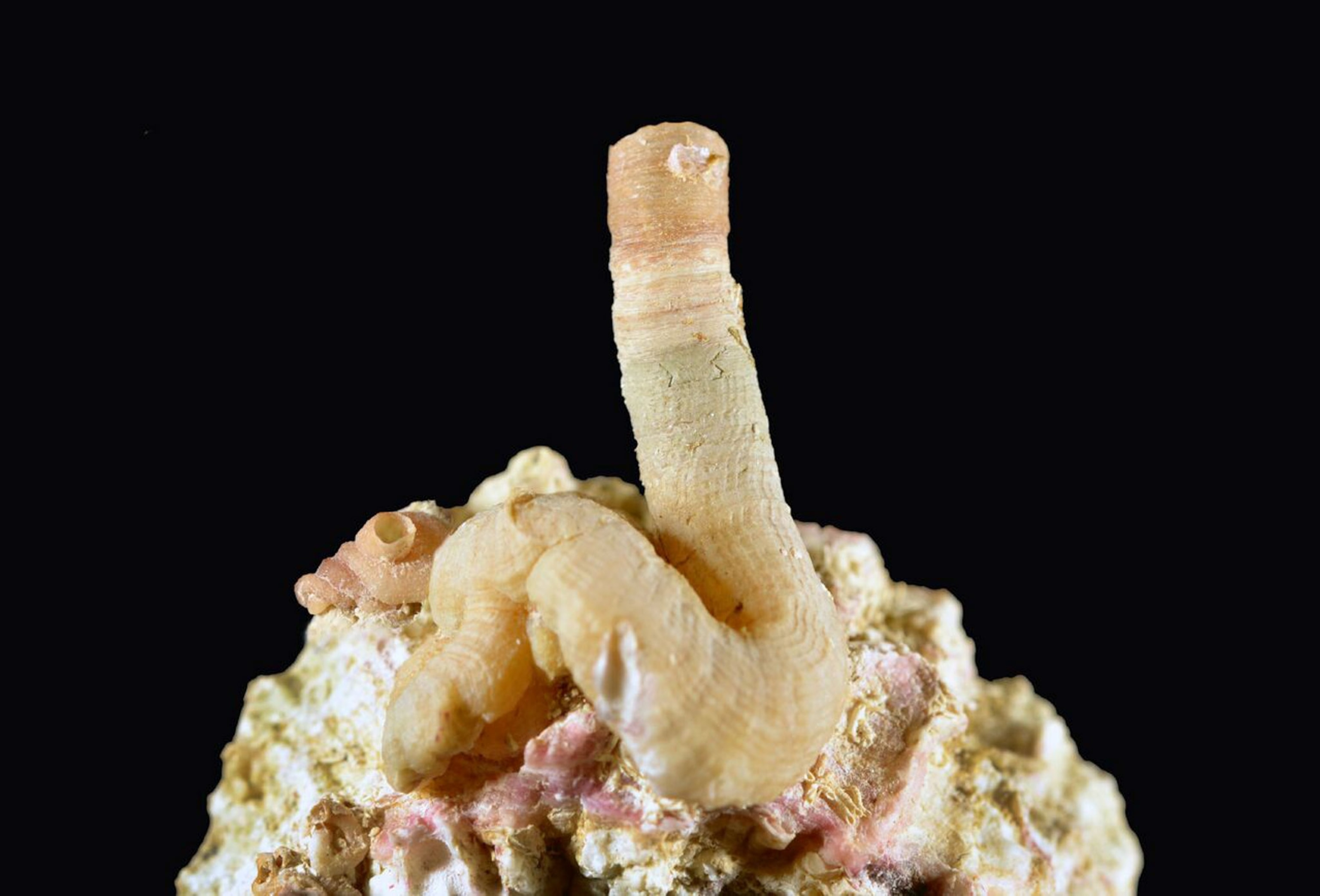a worm snail holotype