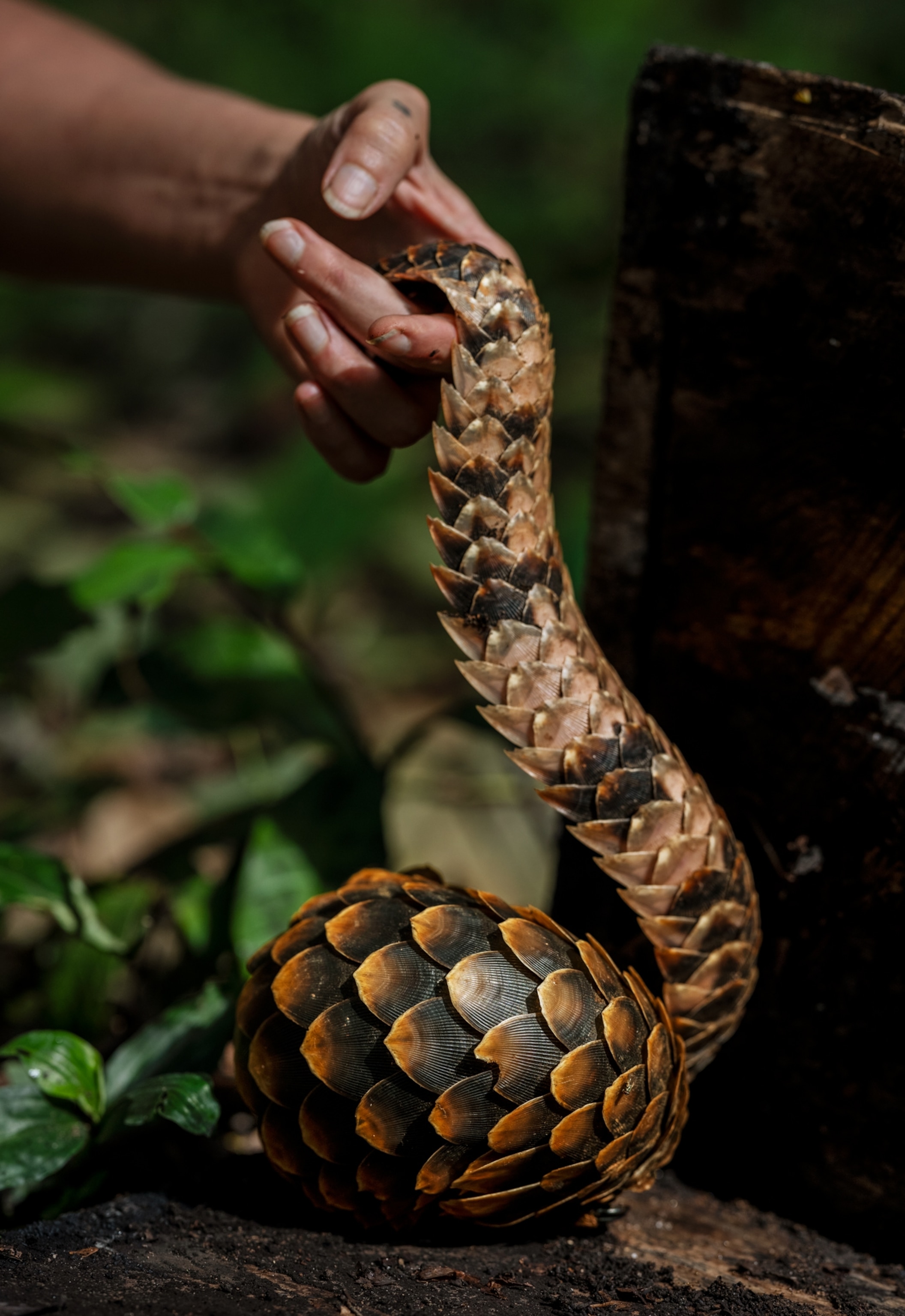 A black and orange pangolin lays curled up in a ball on the ground. A person's hand lifts up its tail, showing off the length and scales