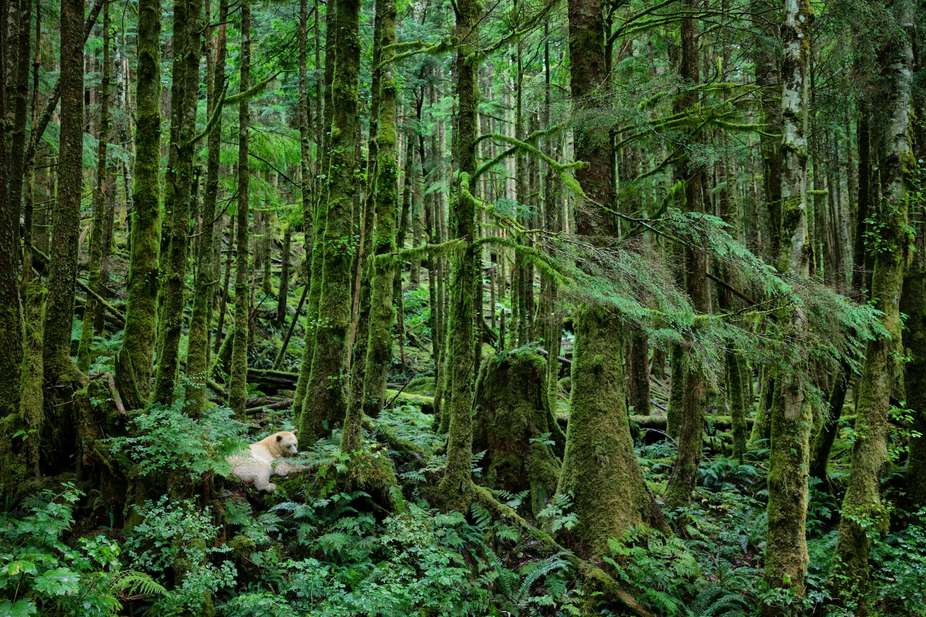 A white bear rests against moss-covered forest in the Great Bear Rainforest, where heavy rainfall and humidity support lush, green vegetation.