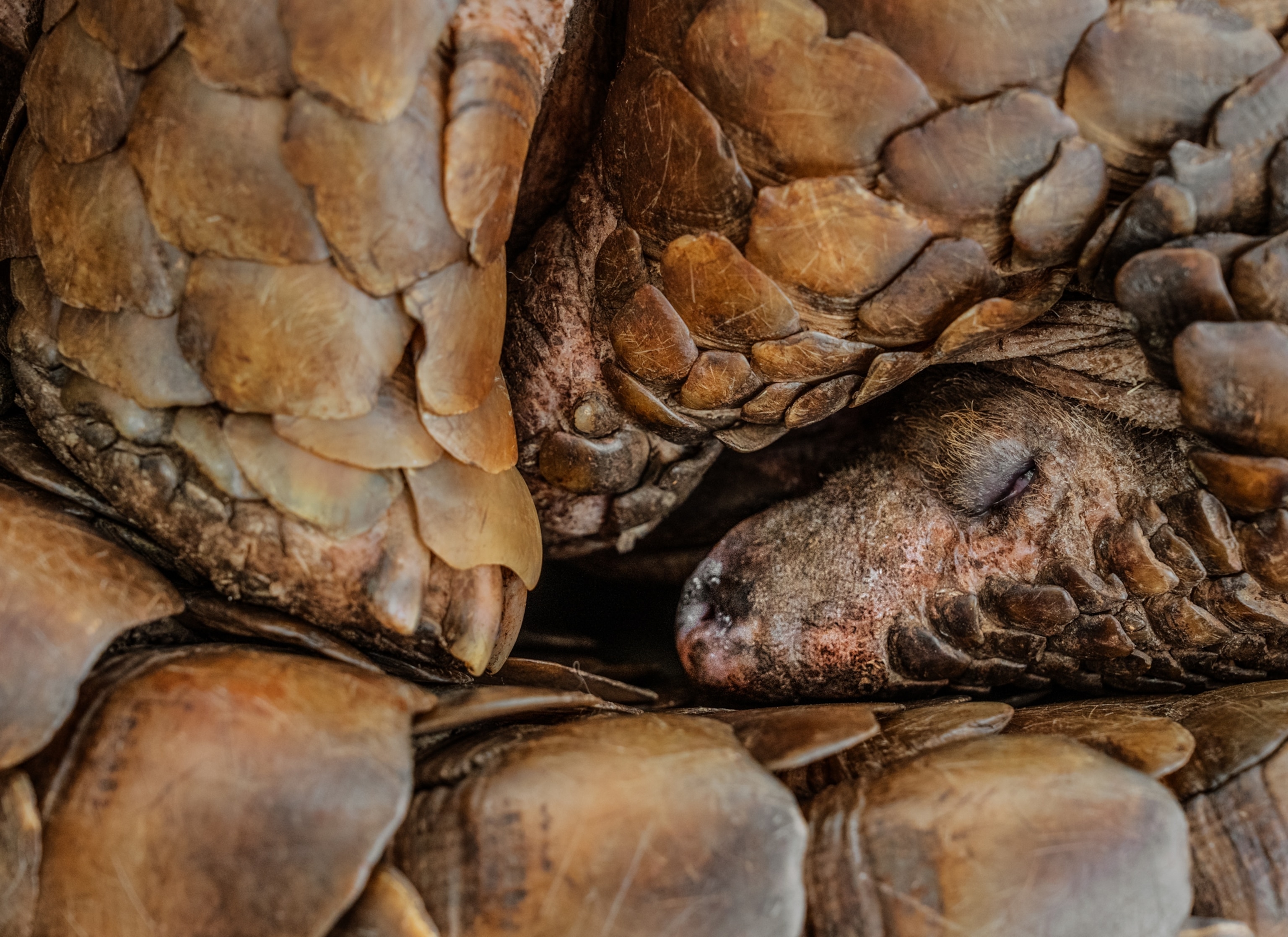 A close up of a pangolin sleeping while curled up showing its face, front and back foot, and top part of its tail