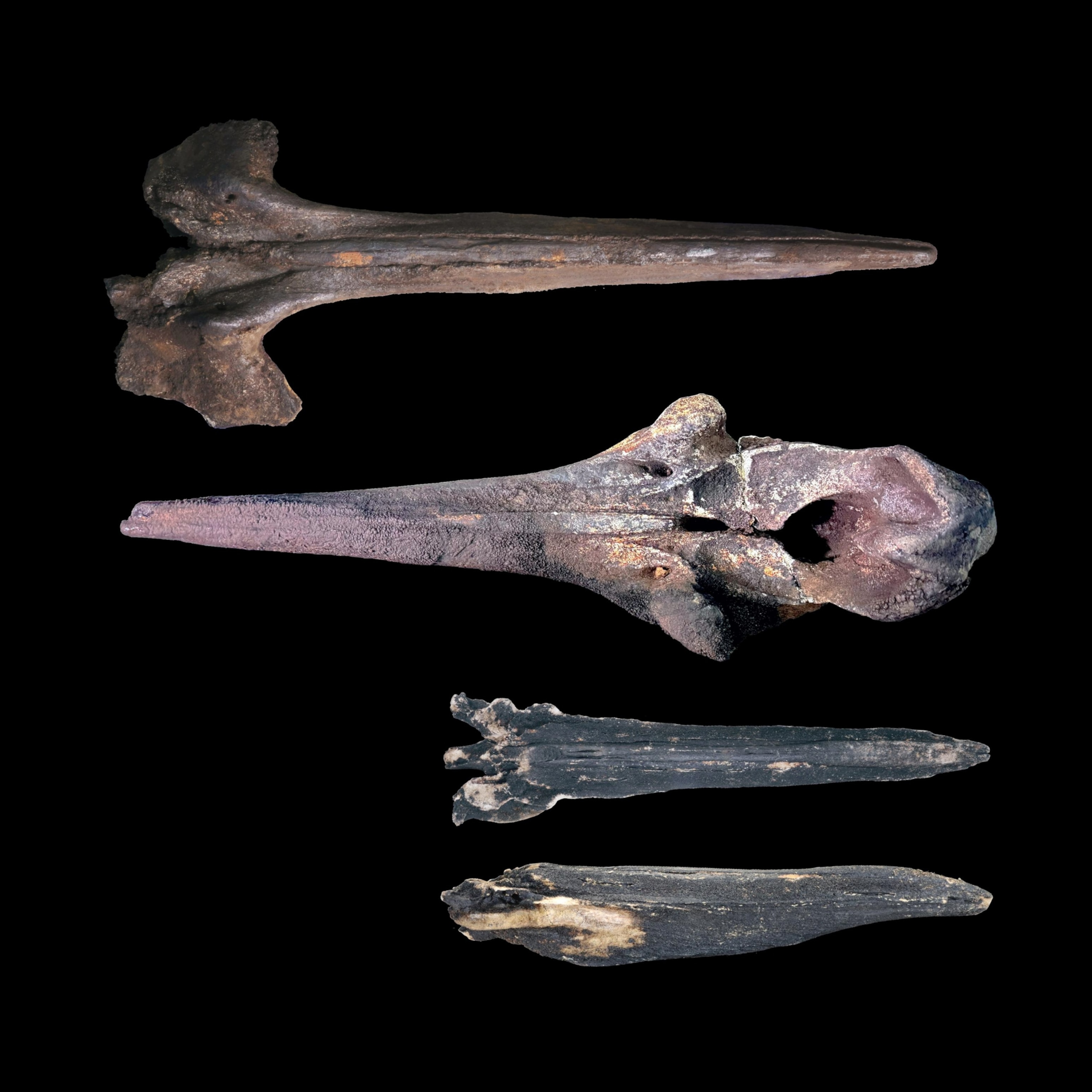 Fossil skulls of three beaked whales recovered from the seafloor