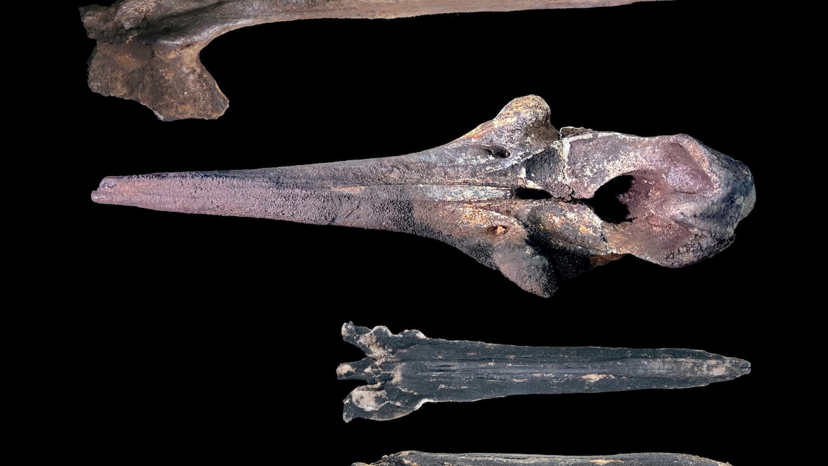 Scientists discover a 5.3-million-year-old whale graveyard