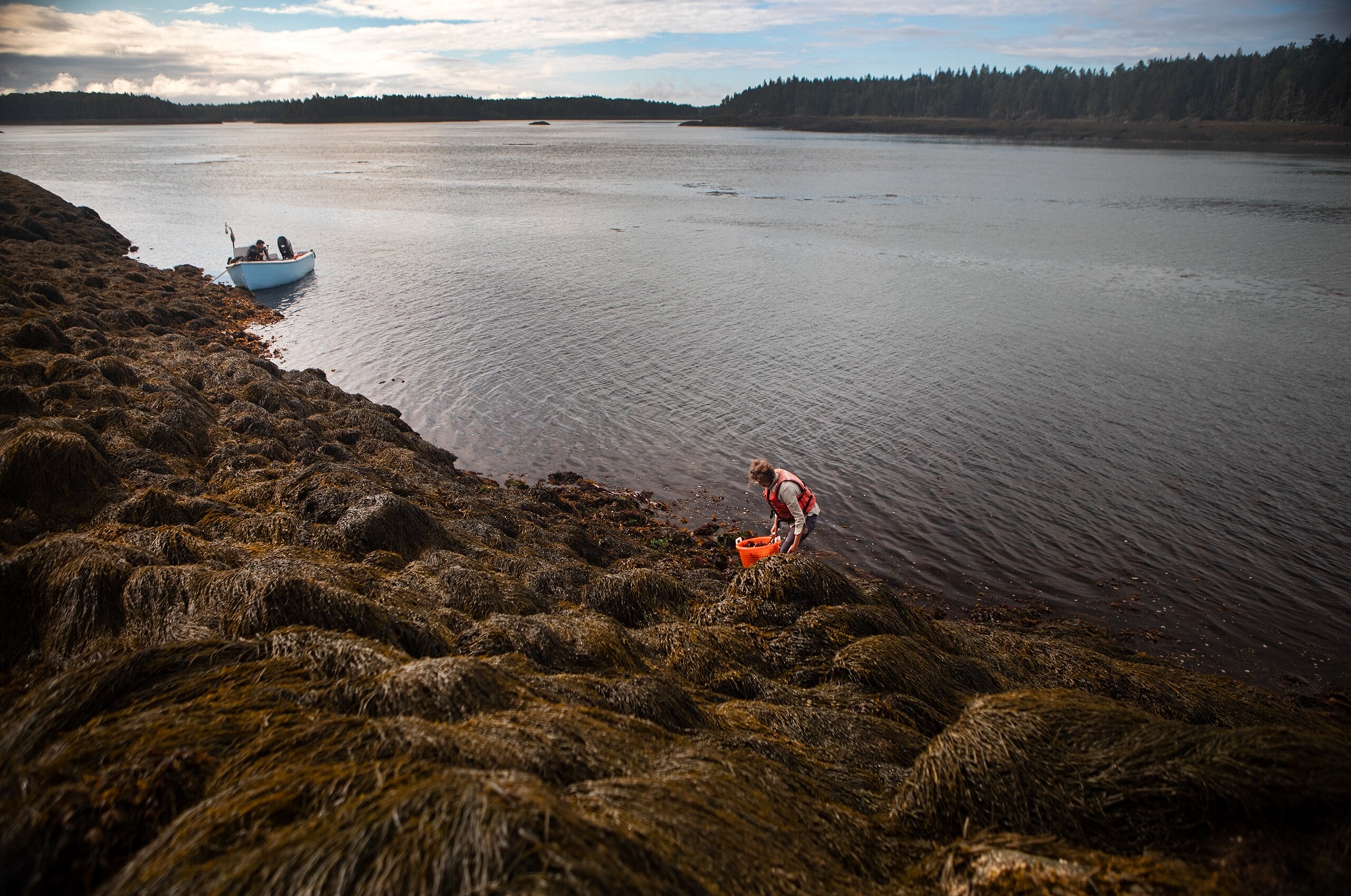a woman harvests seaweed