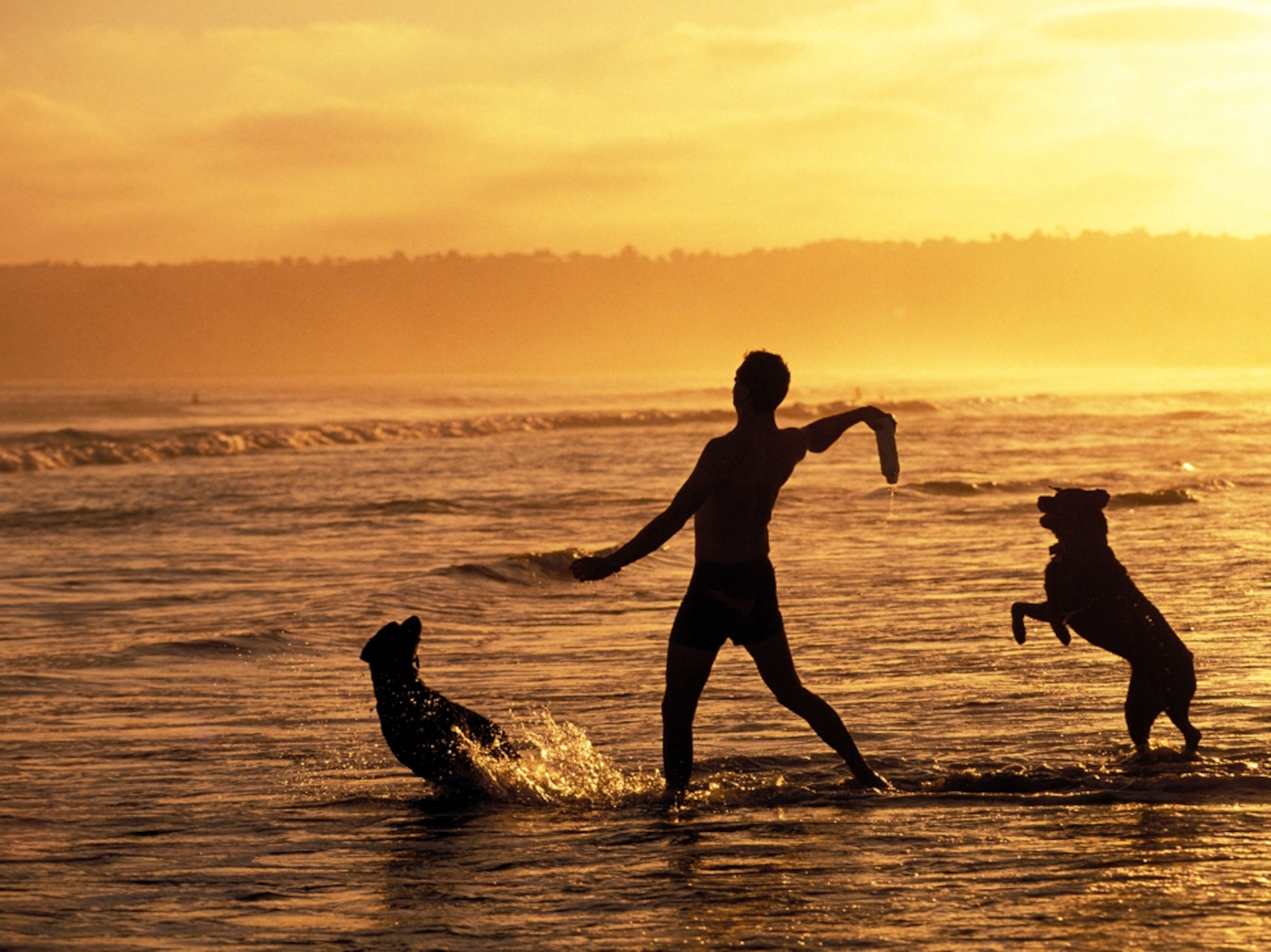 man playing with dogs on beach at sunset
