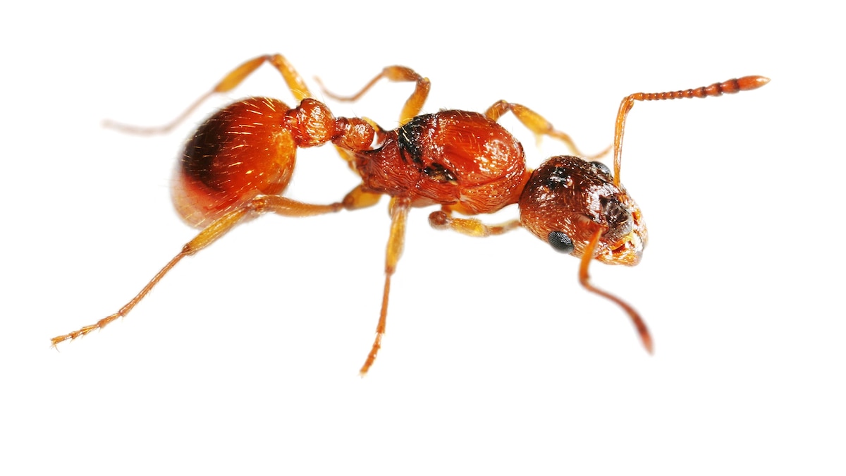 Venezuelan Hot Sauce Has a Secret Ingredient Ants