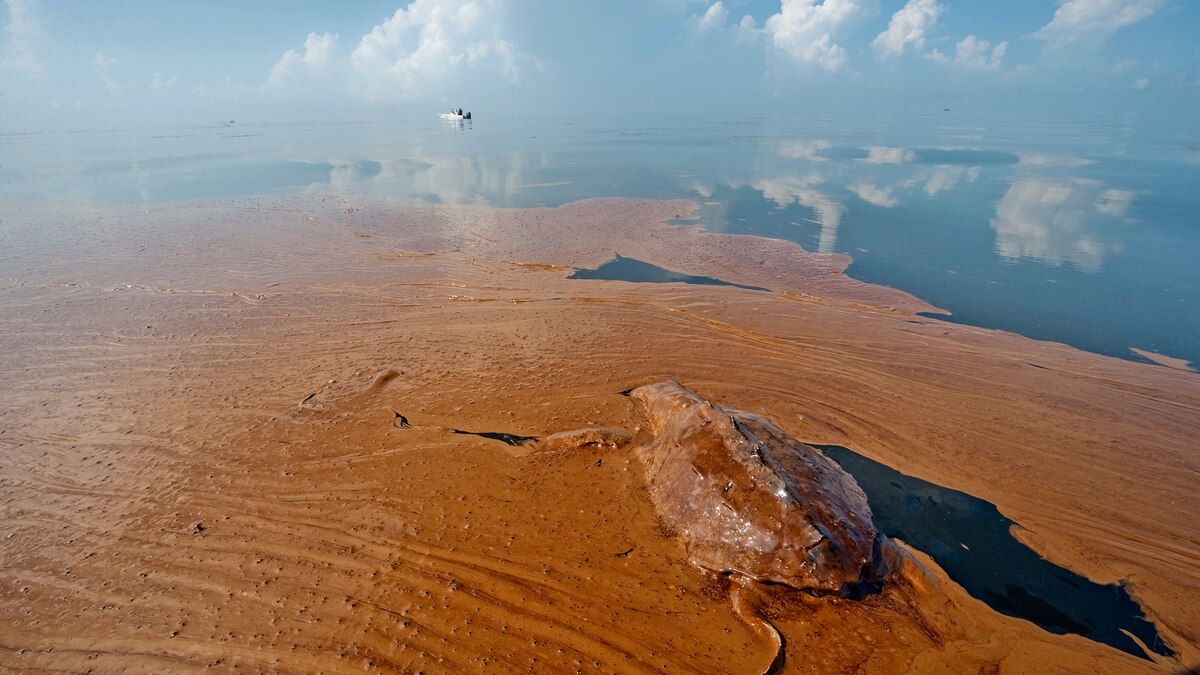 Gulf Oil Spill "Not Over" Dolphins, Turtles Dying in Record Numbers
