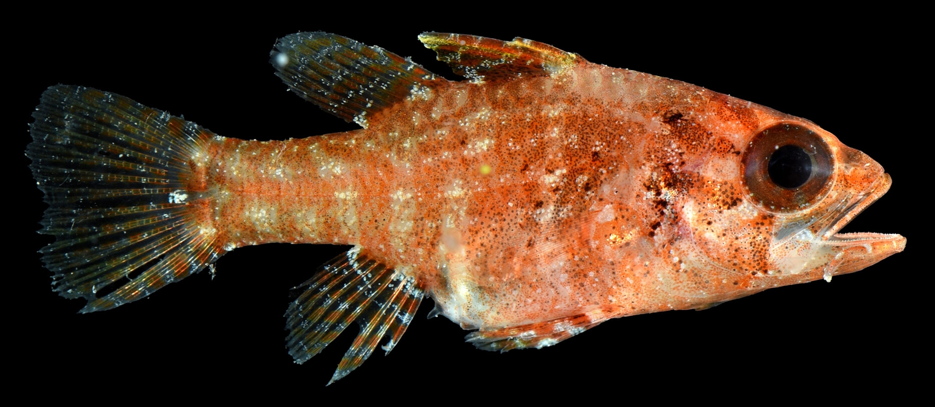 A fish with orange scalse and a large eye.
