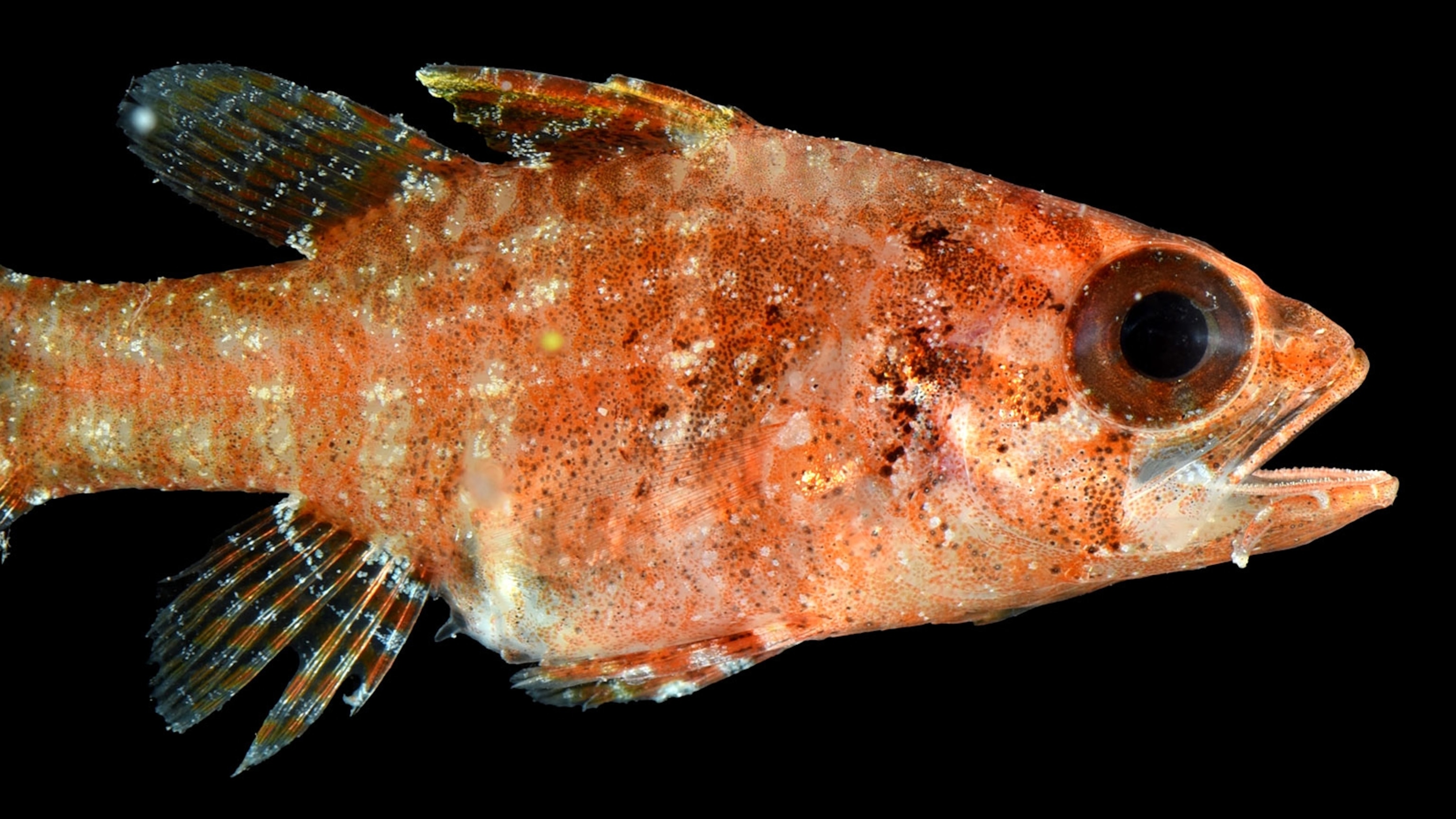 In the ocean's 'twilight zone,' divers risk their lives in search of mysteries