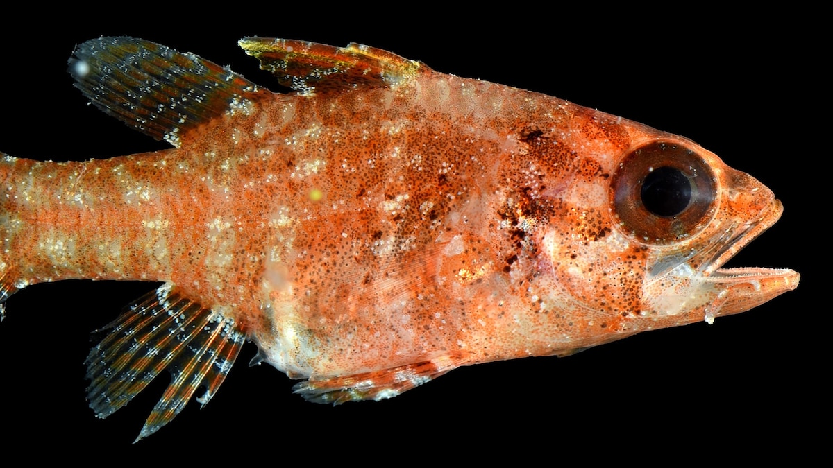 In the ocean's 'twilight zone,' new species await discovery