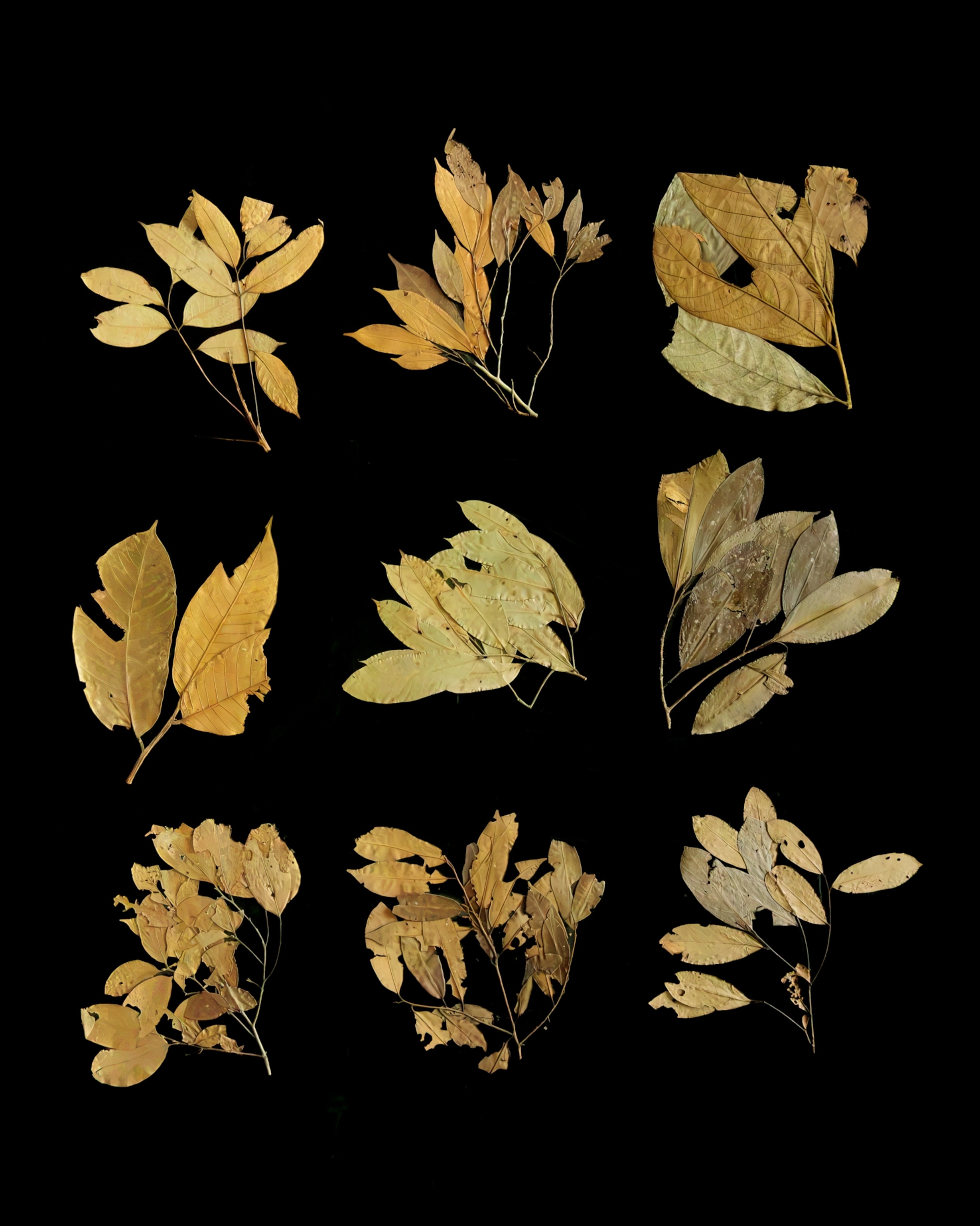 A collection of nine pressed, dried botanical leaf specimens arranged in a grid against a solid black background, showing varied shapes and textures.