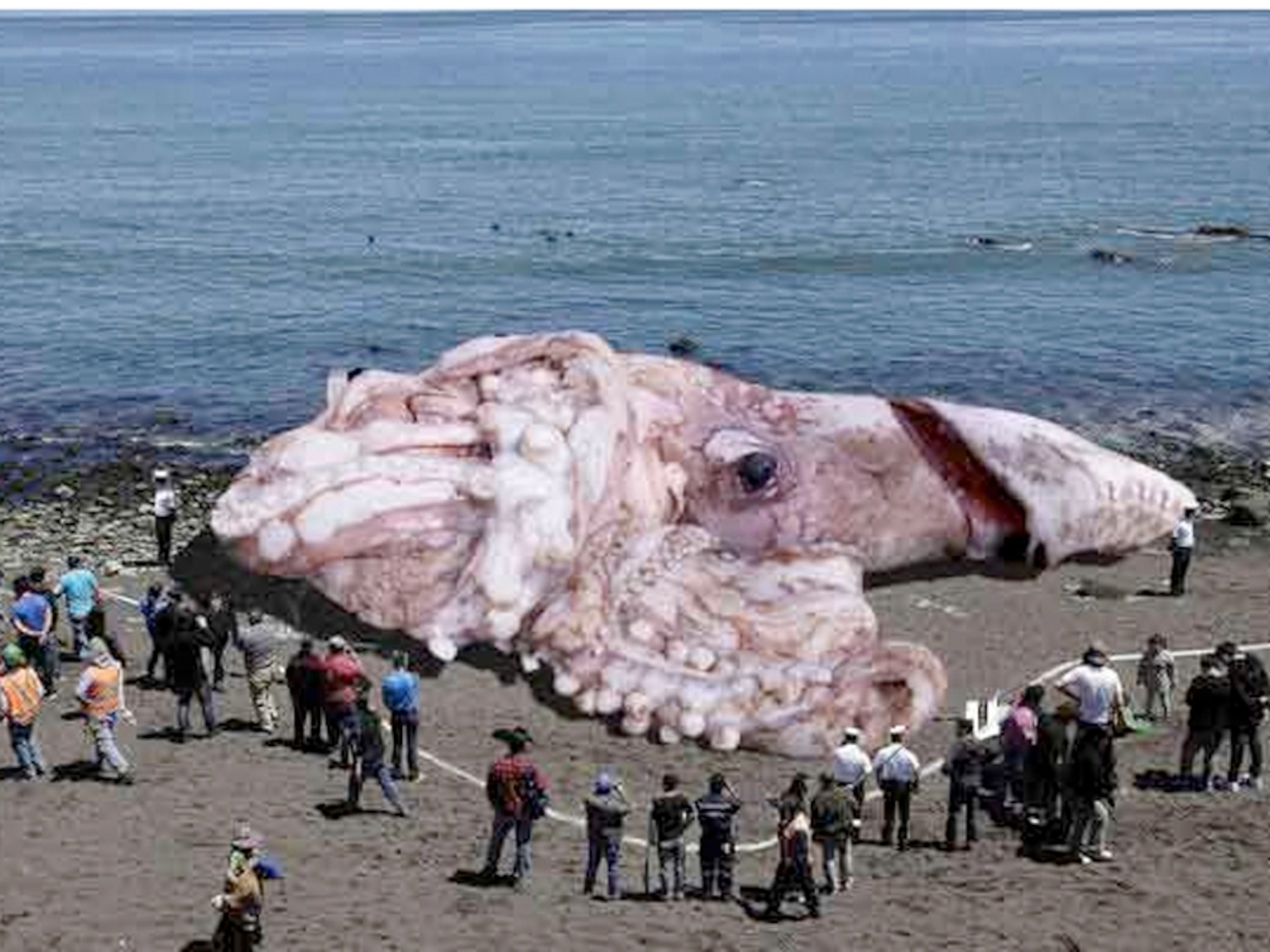 giant octopus