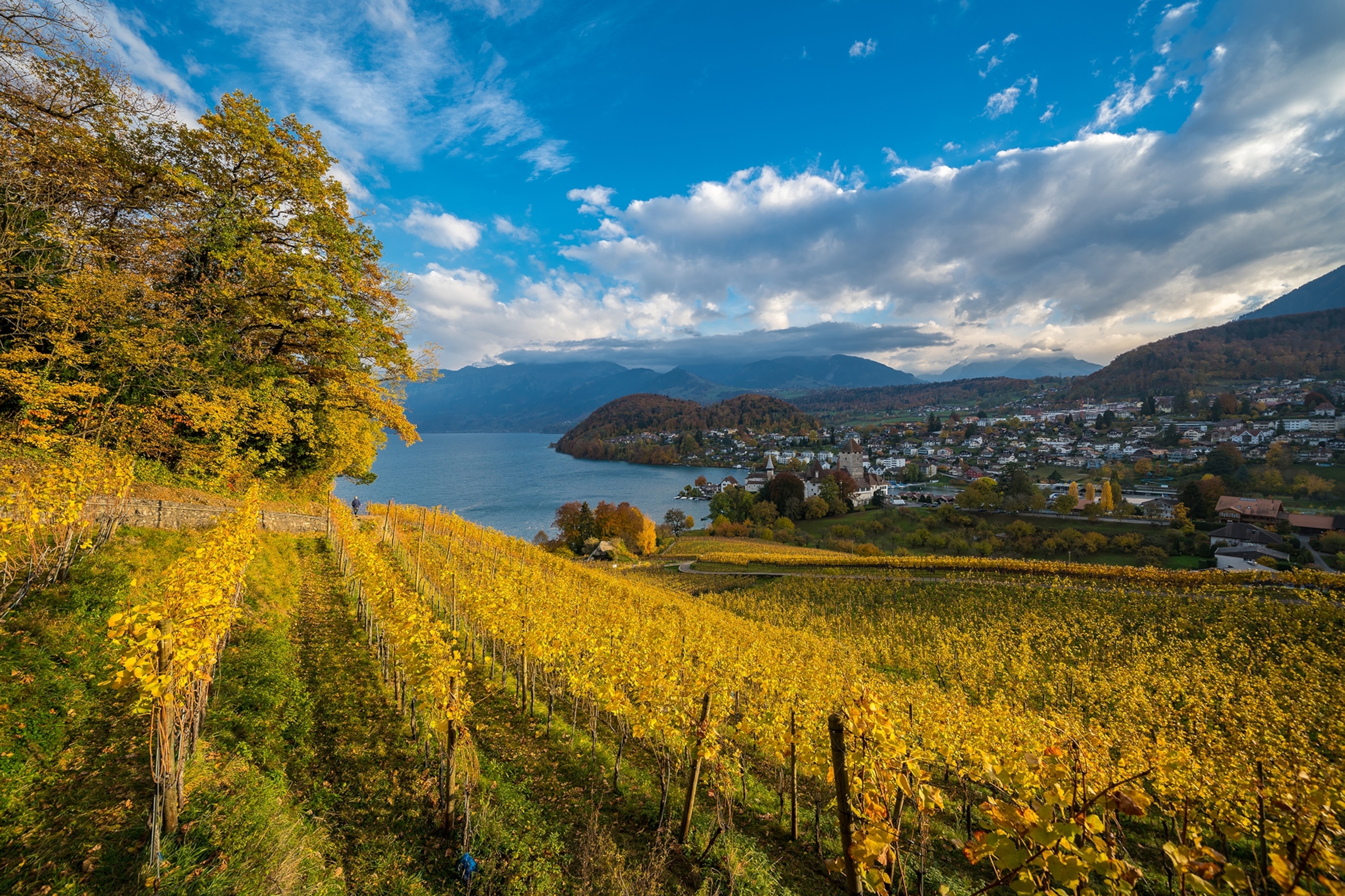 Rows of vineyards glow in the sun on a hillside near Lake Thun.