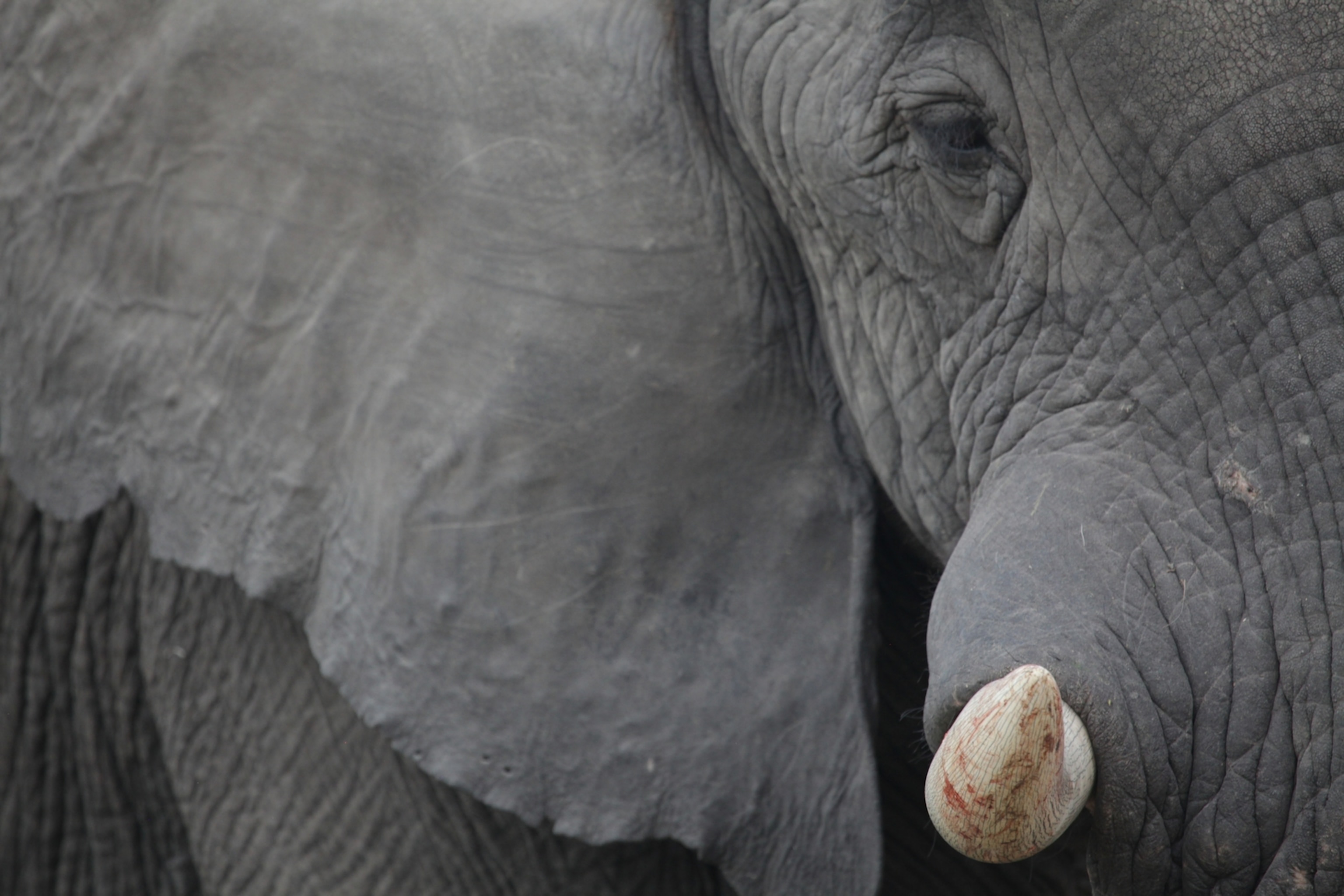A large male elephant approaches our jeep while out on safari at the Selinda Game Reserve in Botswana. (Photo by Andrew Evans, National Geographic)